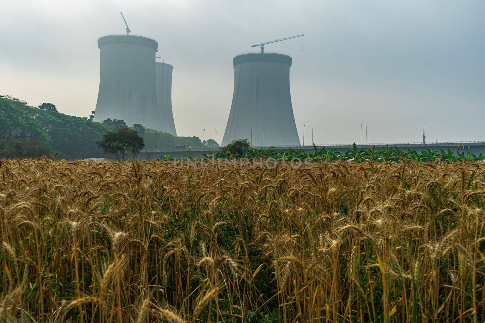 Cooling towers of nuclear power plant rising behind field of ripe wheat. industrial infrastructure with nature under cloudy sky, contrast between agriculture and industry