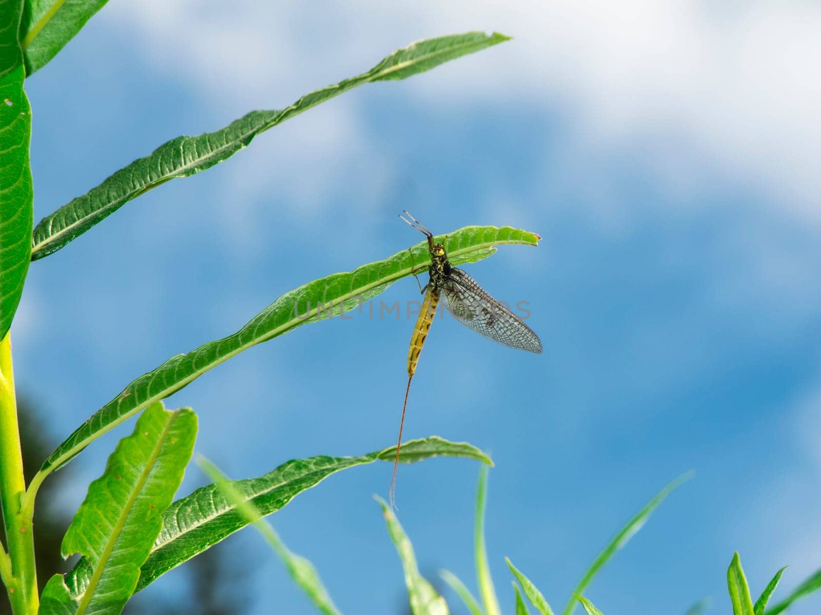 Side close-up view of a mayfly (lat:Ephemeroptera) sitting under a willow leaf against a blue sky.