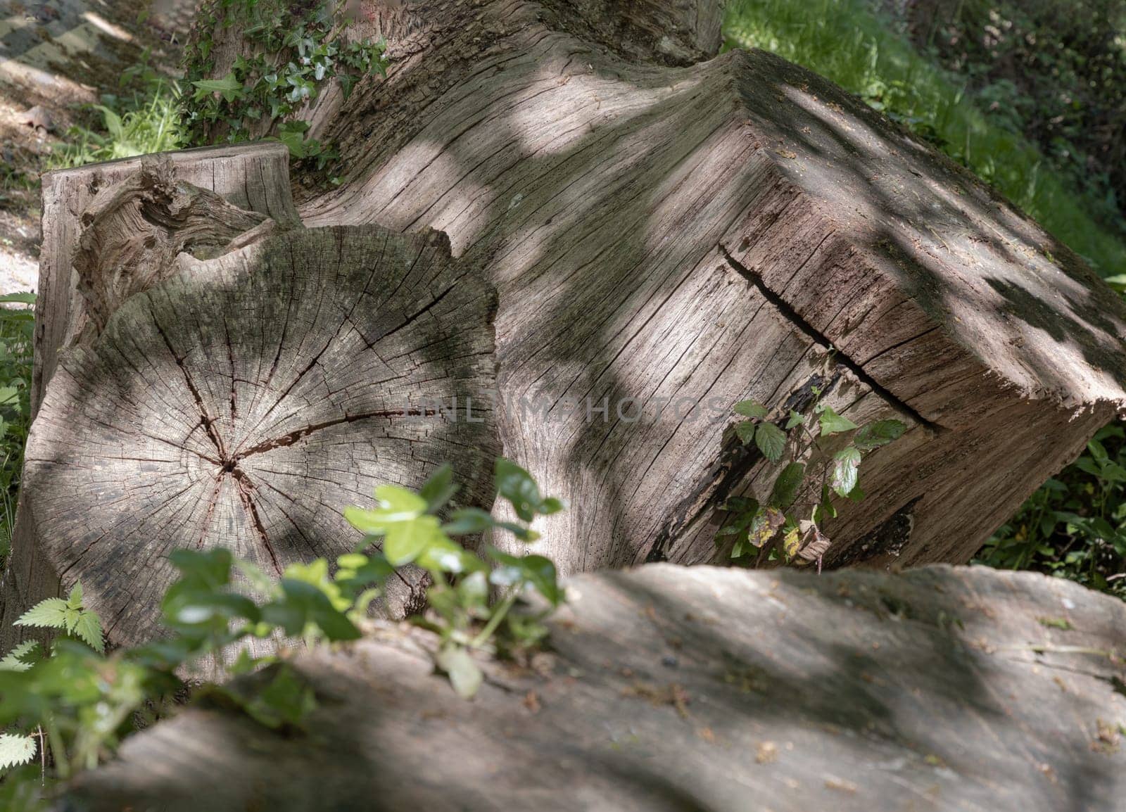 Sunlight shines on the surface of the Tree stump through the gaps between branches and leaves, A large tree stump of a tree's trunk after cut down, with some roots still in the ground with surrounded by small plants. use it as your Wallpaper, Poster and Space for text, Selective focus.