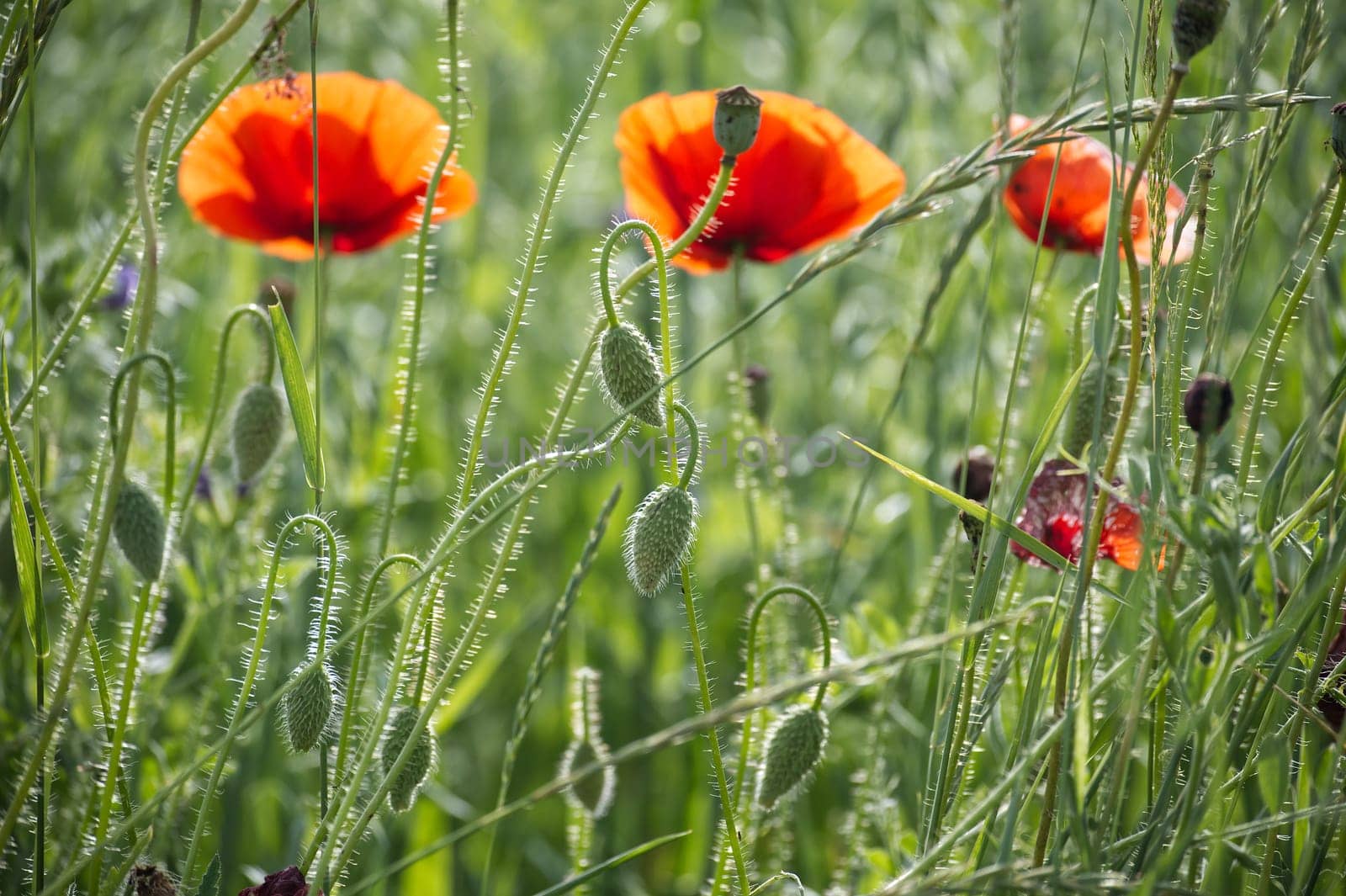 Vibrant red poppy flowers in full bloom captured in a lush green field, showcasing natural beauty and serenity.
