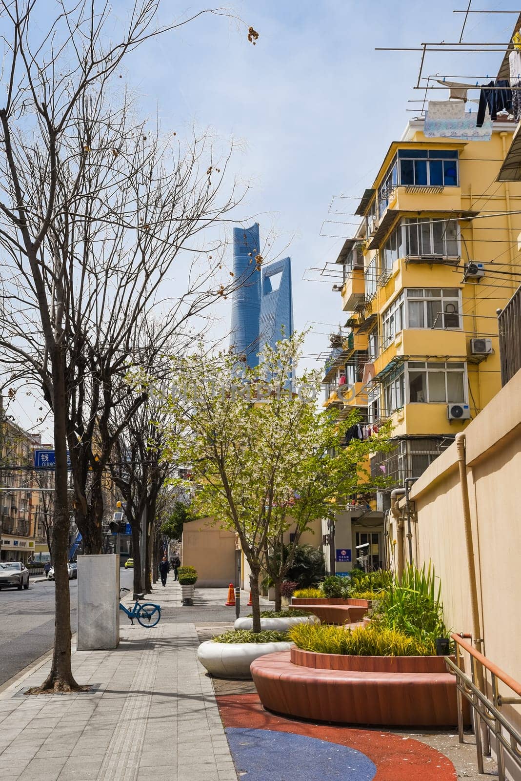 Shanghai, China - 1 April 2025: Pudong street with spring blossoms, colorful benches, and view of Shanghai Tower and World Financial Center in background.