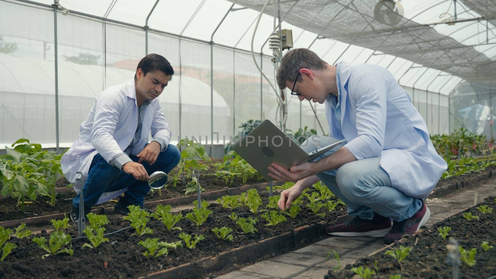 Two Biotechnology man engineer holding magnifying glass and looking at the vegetables leaf in hydroponics farm for disease, Professional researcher agriculture scientist use laptop computer