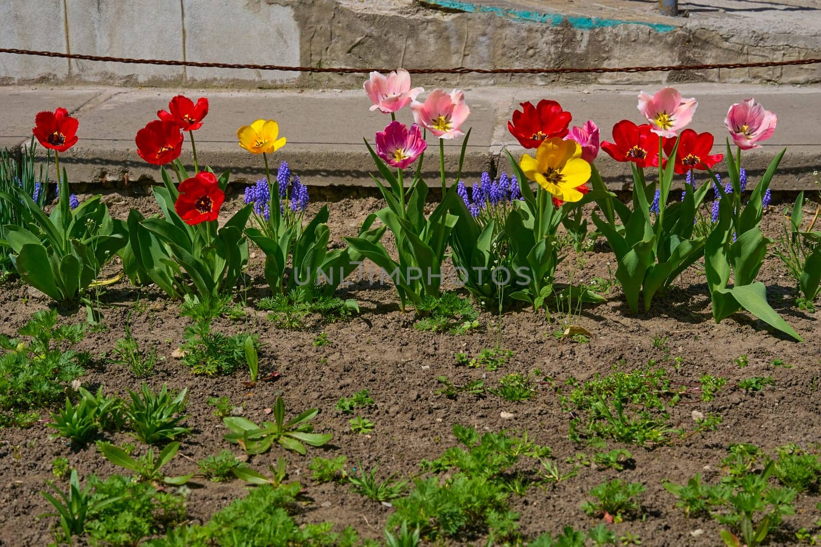 a garden plot in which flowers are grown. a bulbous spring flowering plant of the lily family, with boldly colored cup shaped flowers