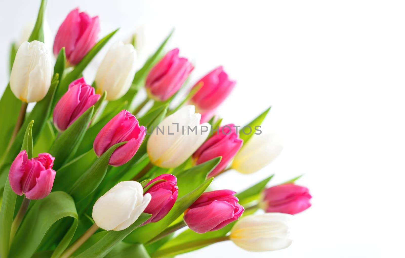 A vibrant bouquet of pink and white tulips is arranged with lush green leaves. The soft background enhances the floral colors, creating a fresh spring atmosphere.
