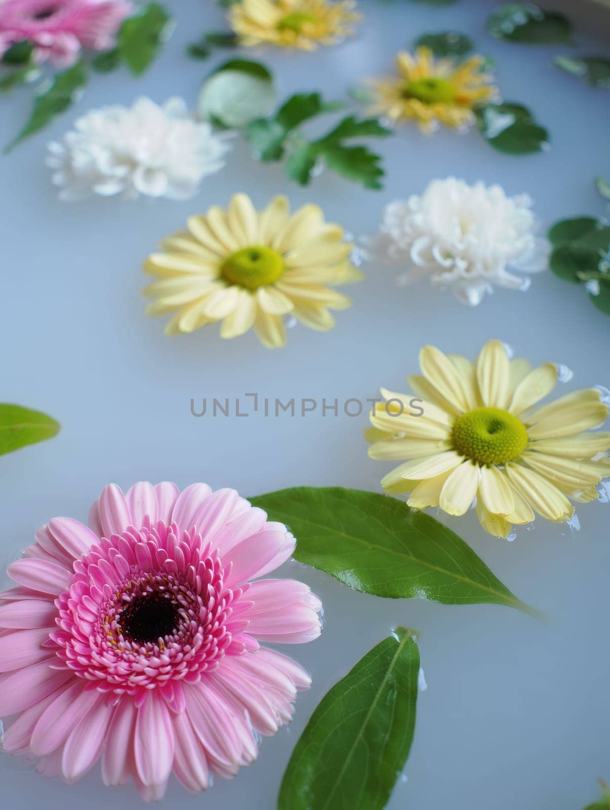 Delicate flowers in shades of pink, yellow, and white float atop calm water. Green leaves are interspersed, creating a serene and peaceful atmosphere perfect for relaxation.