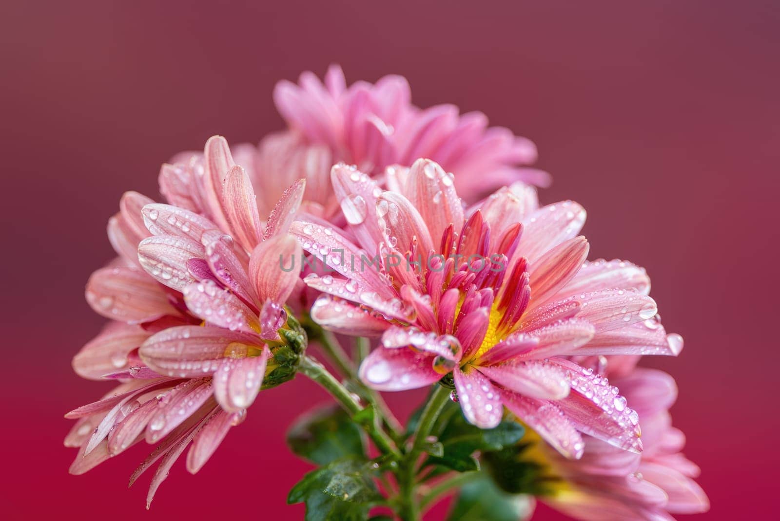 Delicate pink flowers display vibrant petals adorned with shimmering water droplets. The soft red background enhances the beauty, creating a tranquil garden atmosphere that captures natures elegance.