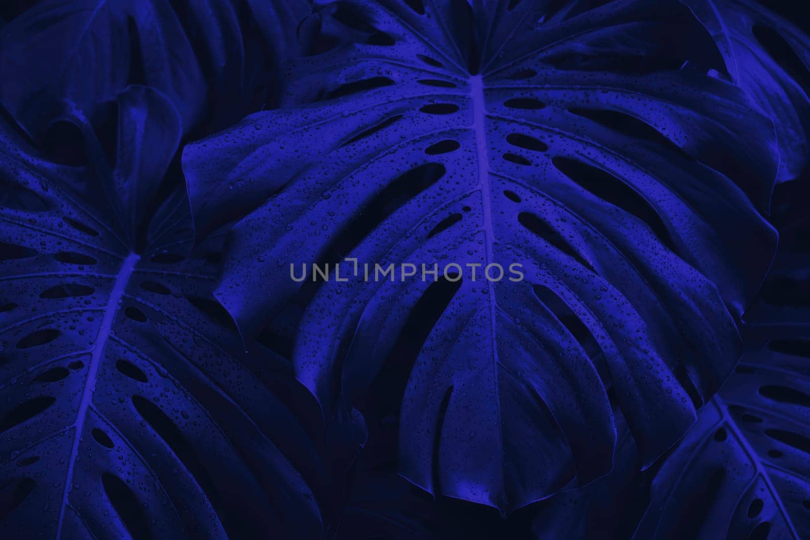 Large monstera leaves display a deep blue hue, showcasing their unique splits and holes. The arrangement highlights the lushness of tropical vegetation, creating an intriguing visual effect.