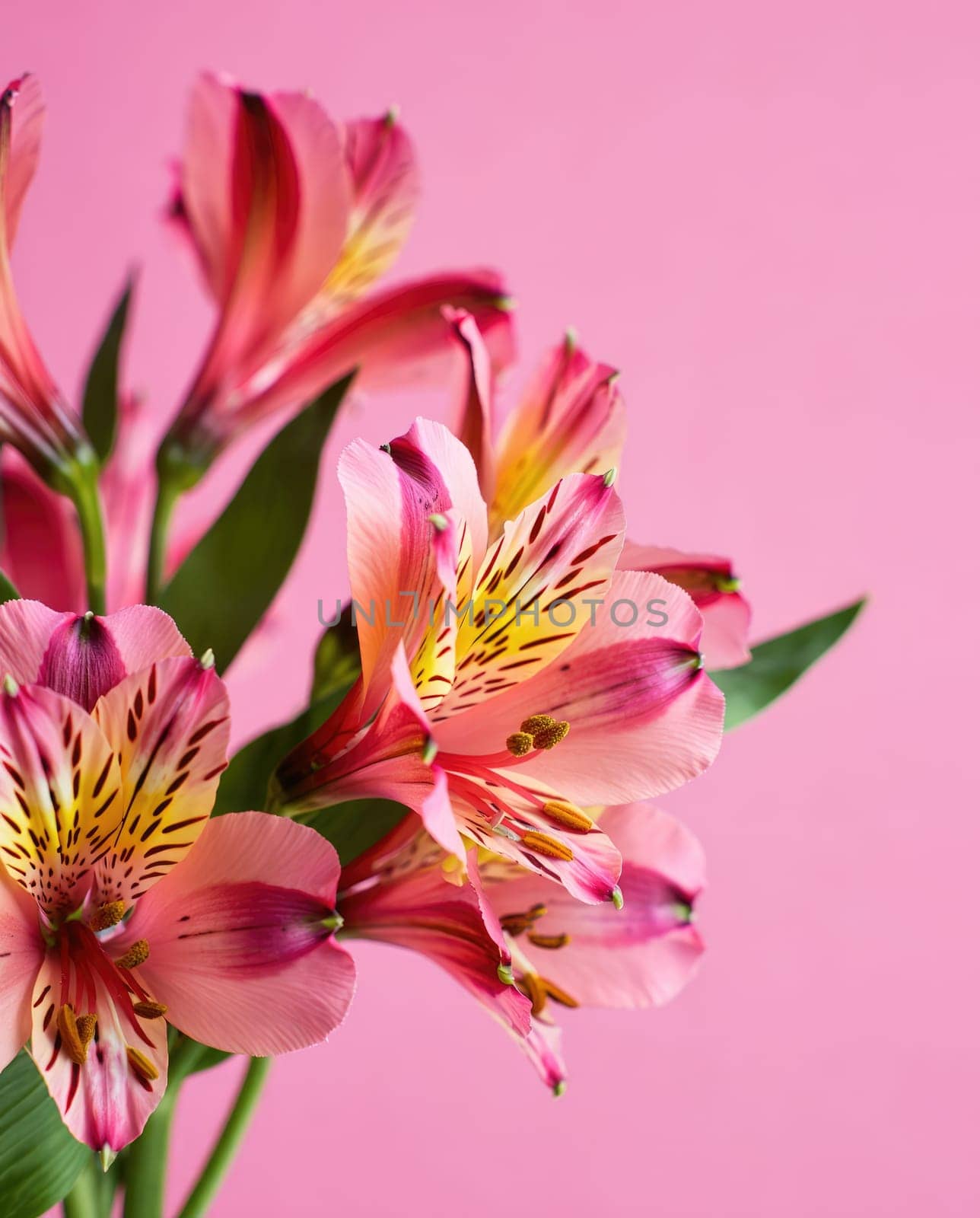 A bouquet of alstroemeria flowers features delicate shades of pink and orange with striking yellow details. The arrangement is set against a bright pink background, creating a cheerful atmosphere.
