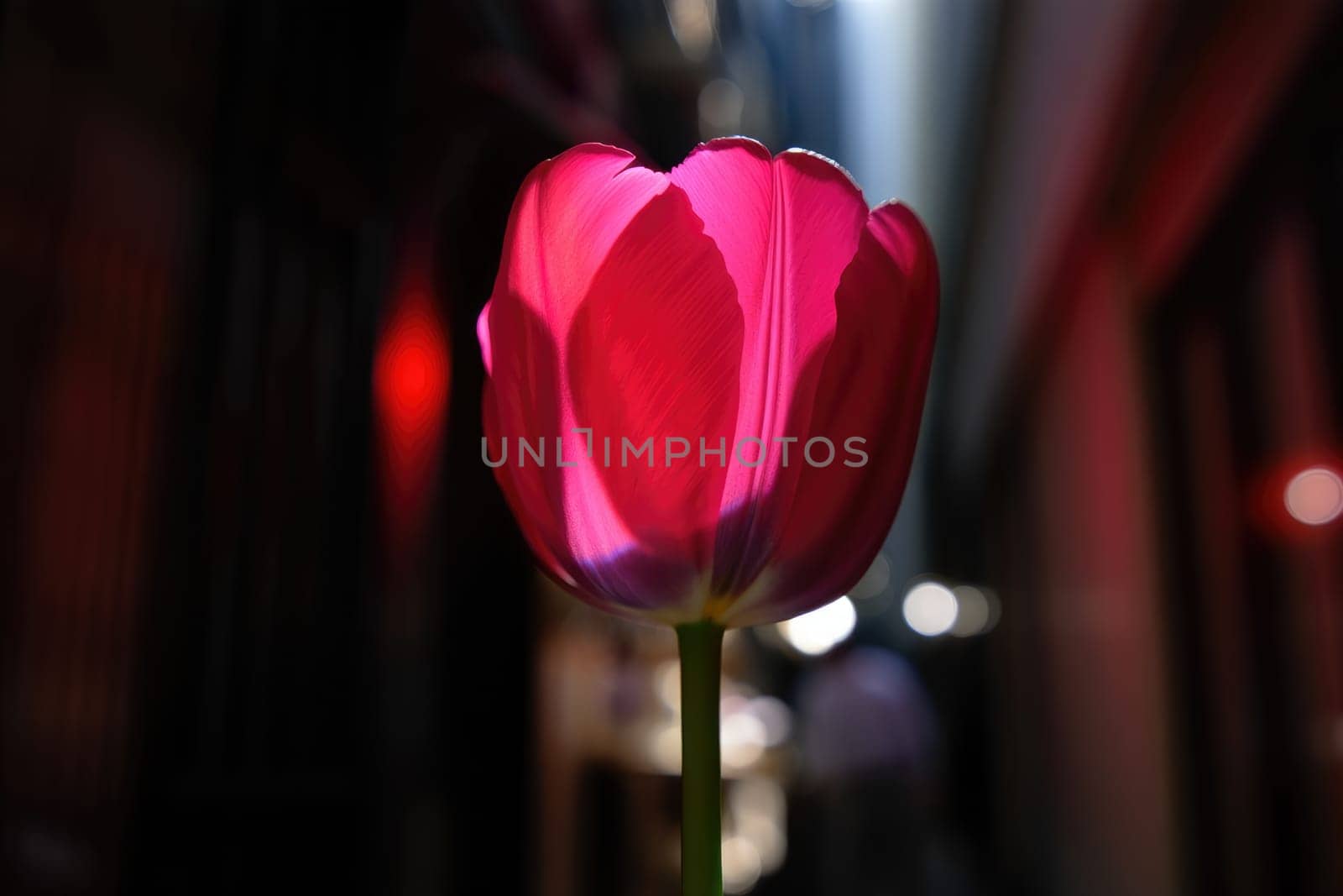 A vibrant pink tulip stands tall in a narrow urban alley, illuminated by soft afternoon sunlight. The delicate petals create a stunning contrast with the surrounding dimness, enhancing its beauty.