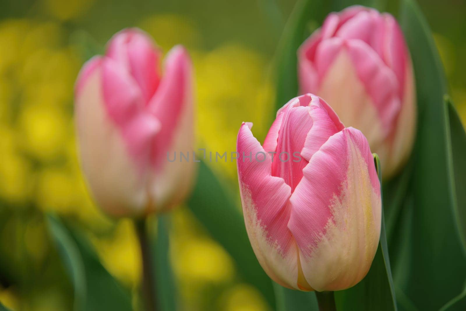 Bright pink and white tulips stand tall in a lush garden, surrounded by a sea of green foliage. The vibrant flowers showcase the beauty of spring with their delicate petals and rich colors.