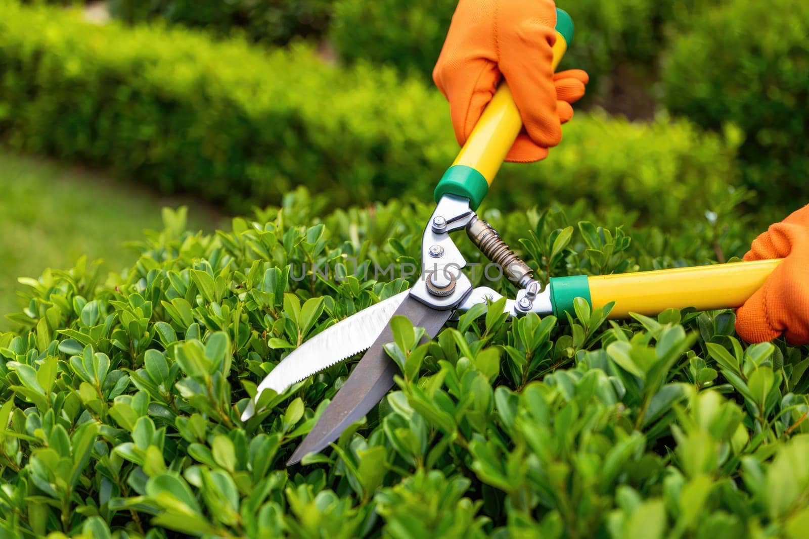 A gardener is carefully trimming a vibrant green hedge using large shears. Bright orange gloves protect their hands while working in a well kept garden under clear skies.