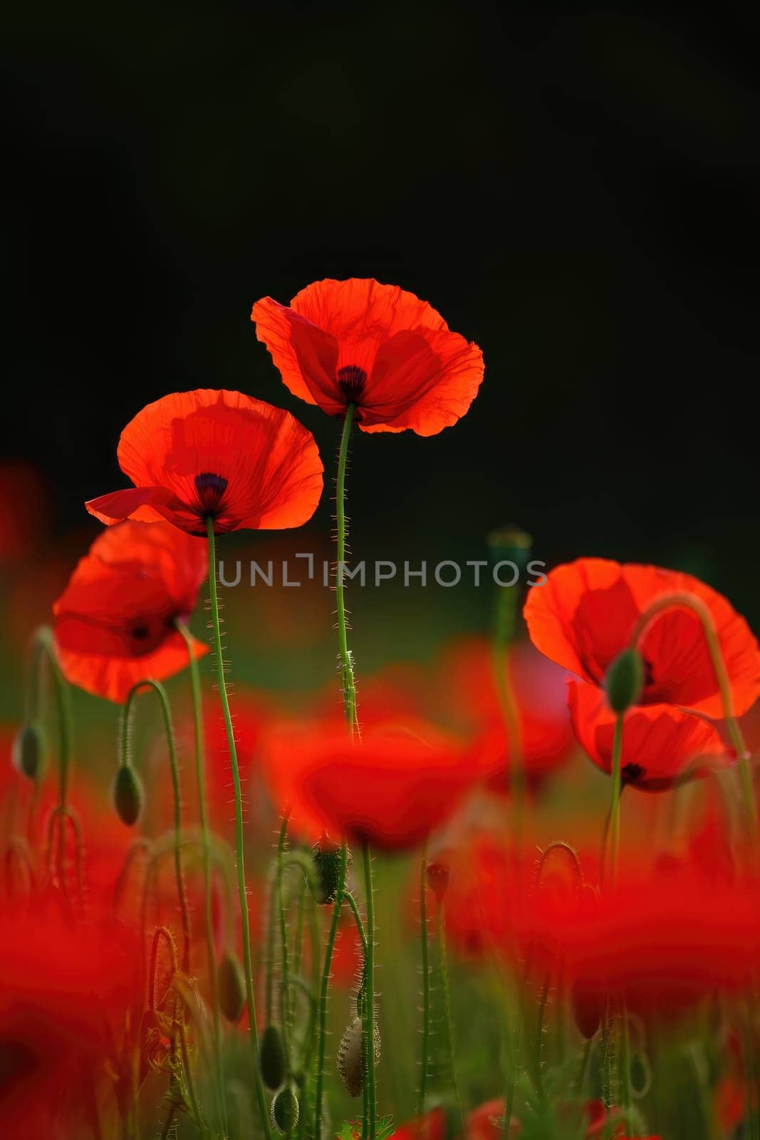 Bright red poppy flowers stand tall against a dark background, swaying gently in the breeze. The lush green field provides a beautiful contrast, showcasing natures vibrant colors during spring.