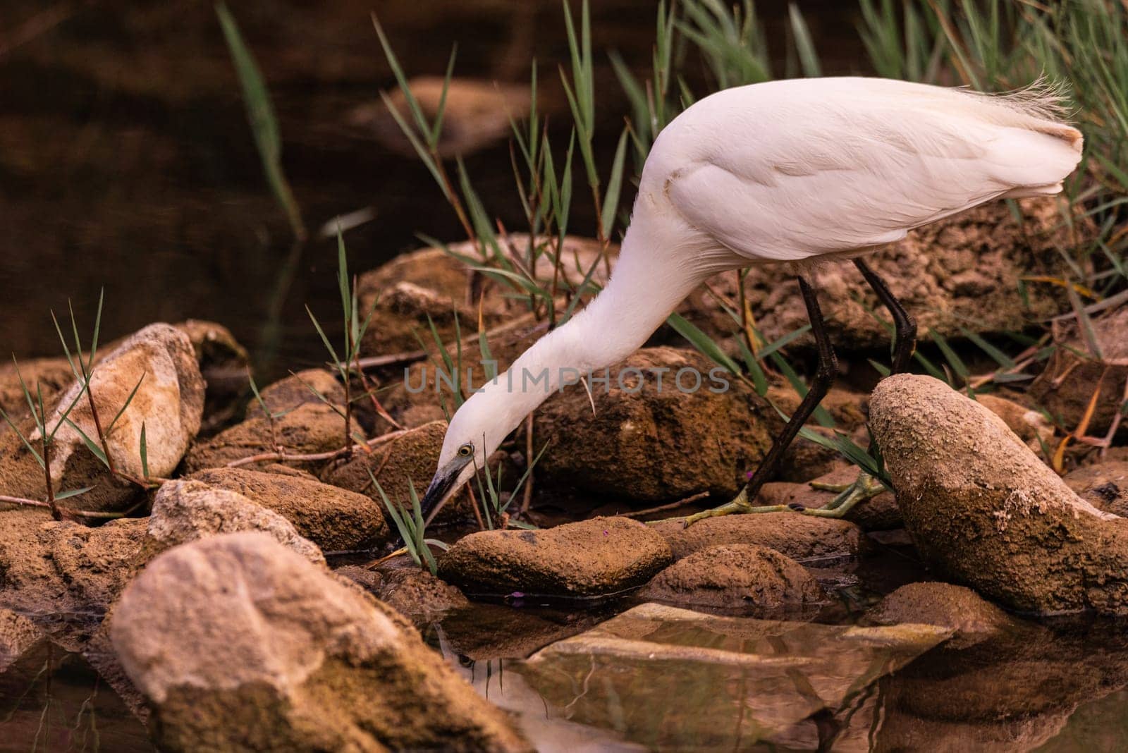 An elegant white heron with a long, slender beak stands gracefully on the rocky shore of a calm river. The lush vegetation and tranquil waters create a serene scene, highlighting the natural beauty and graceful presence of the heron in its habitat.