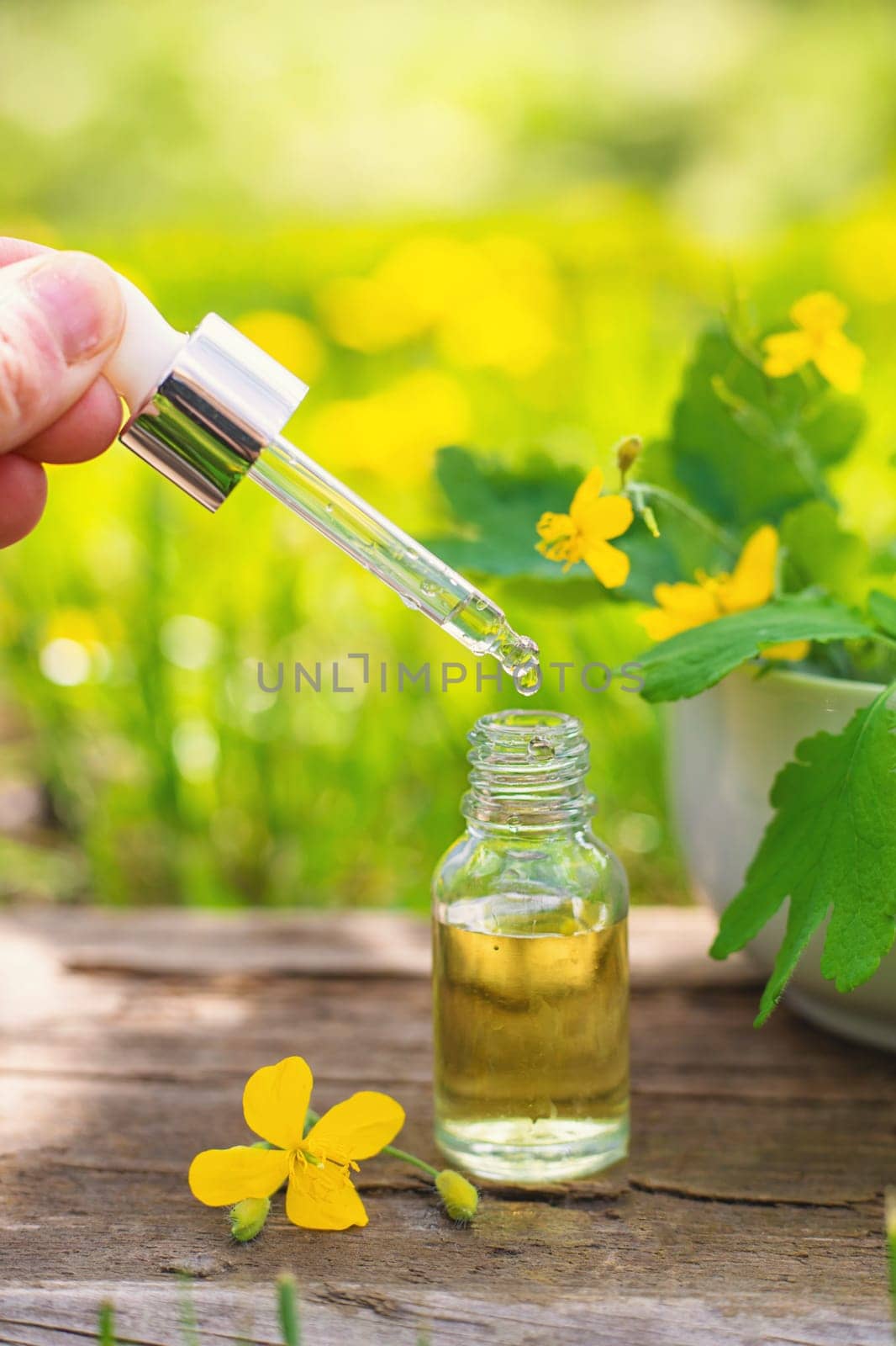 Medicinal herb celandine extract and dietary supplements. Selective focus. Nature.