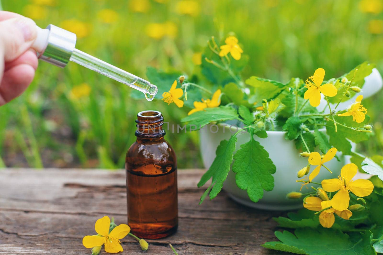 Medicinal herb celandine extract and dietary supplements. Selective focus. Nature.
