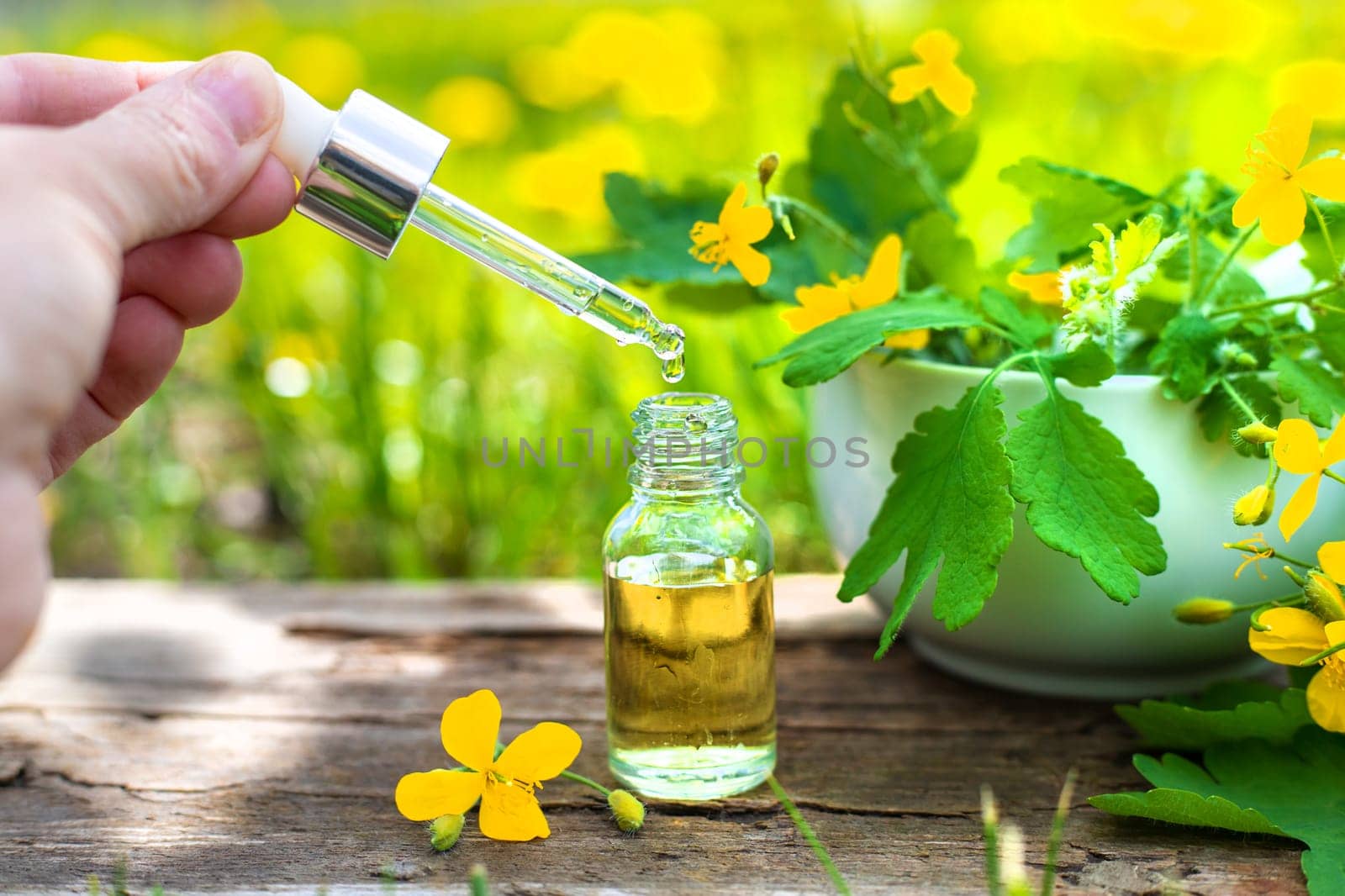 Medicinal herb celandine extract and dietary supplements. Selective focus. Nature.