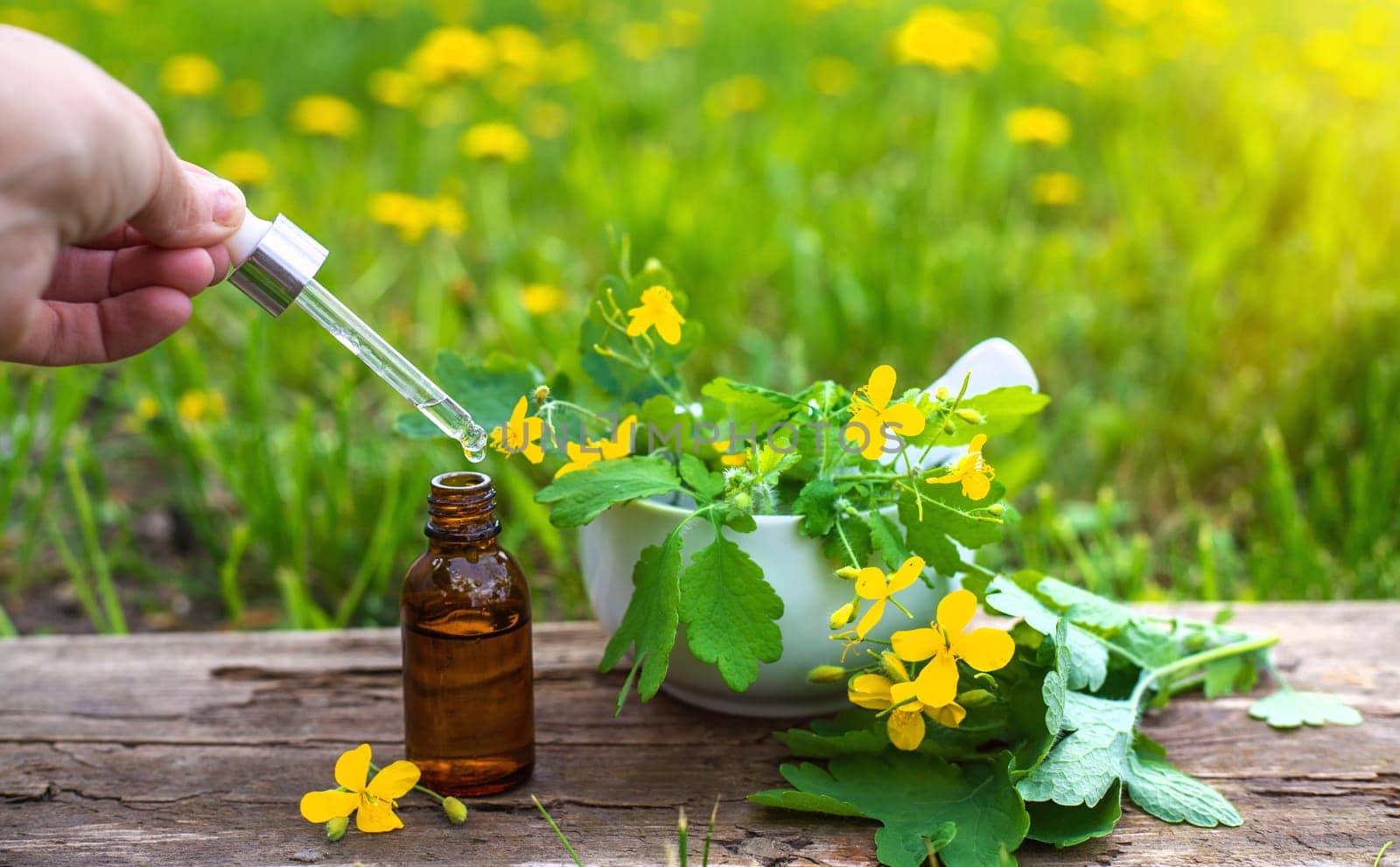 Medicinal herb celandine extract and dietary supplements. Selective focus. Nature.
