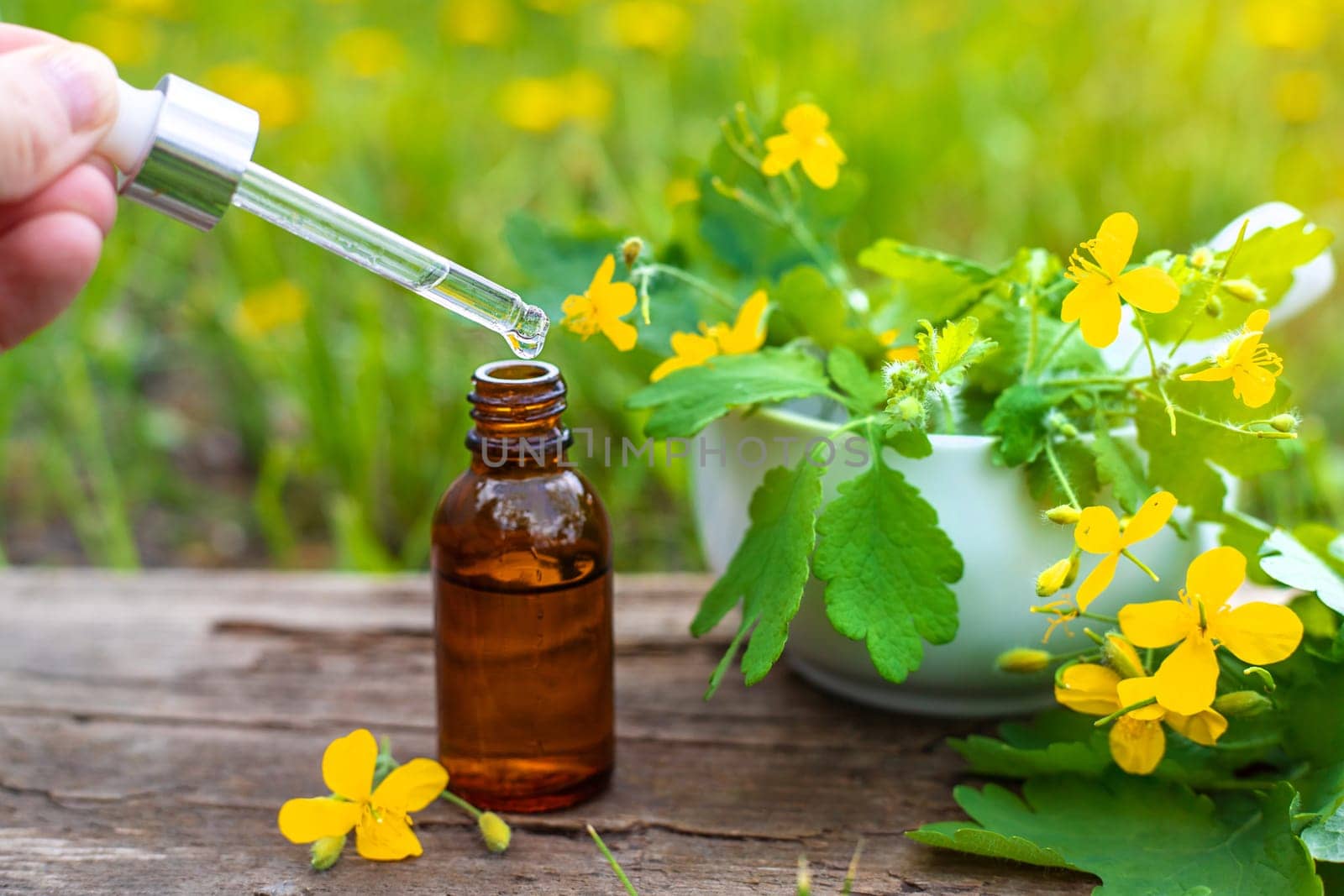 Medicinal herb celandine extract and dietary supplements. Selective focus. Nature.
