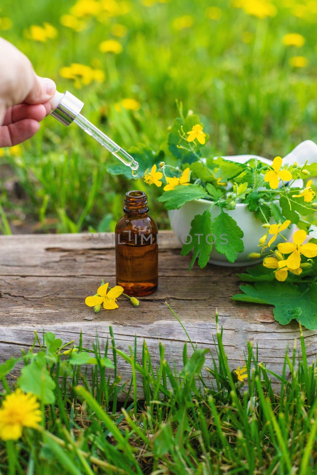 Medicinal herb celandine extract and dietary supplements. Selective focus. Nature.