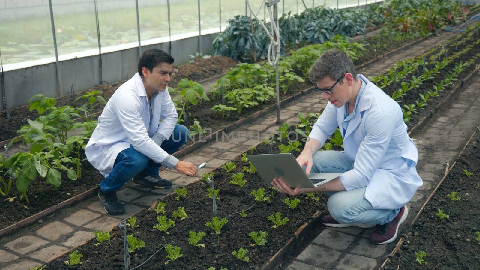 Two Biotechnology man engineer holding magnifying glass and looking at the vegetables leaf in hydroponics farm for disease, Professional researcher agriculture scientist use laptop computer