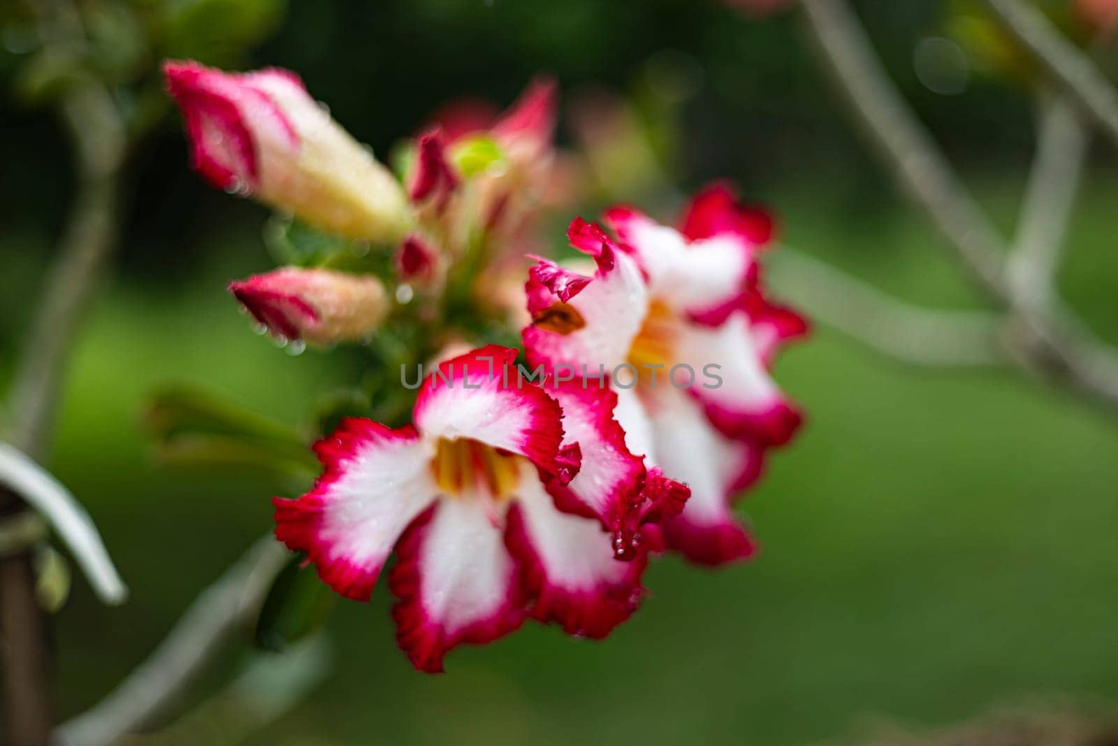 Desert Rose (Adenium obesum) In The Backyard, Background for advertising and wallpaper in natural environment and nature scene