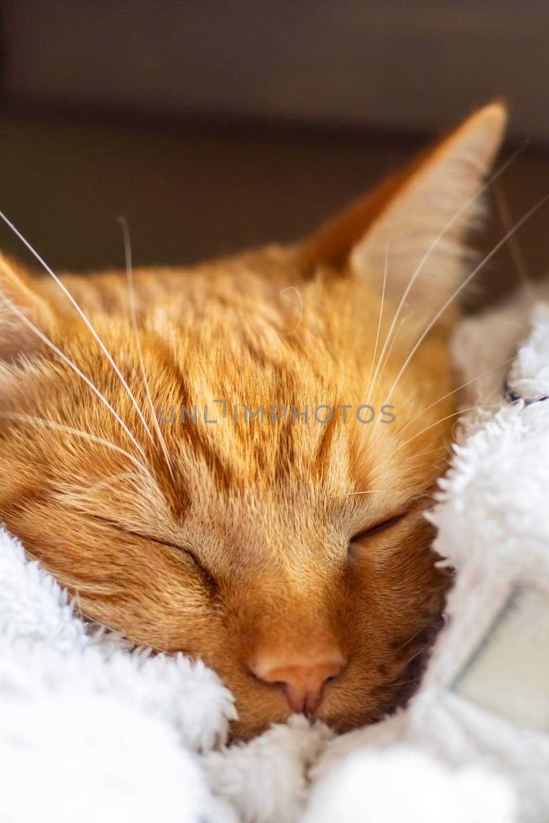 A detailed close up of a cute orange cat resting and sleeping peacefully on a soft white blanket, showcasing its beautiful fur and whiskers