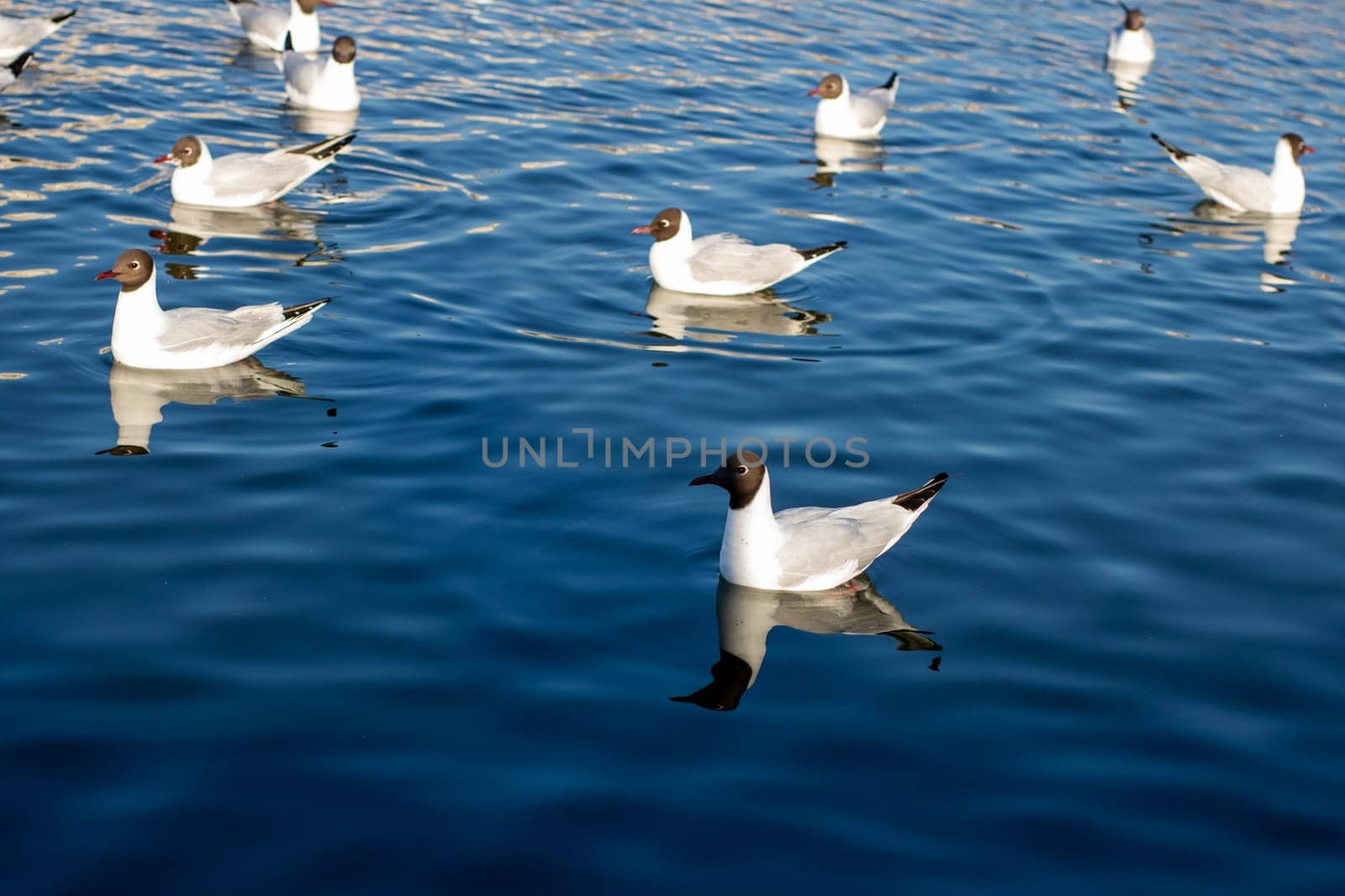 A large flock of seagulls gracefully swims and glides across the clear water, enjoying their time together in the tranquil environment