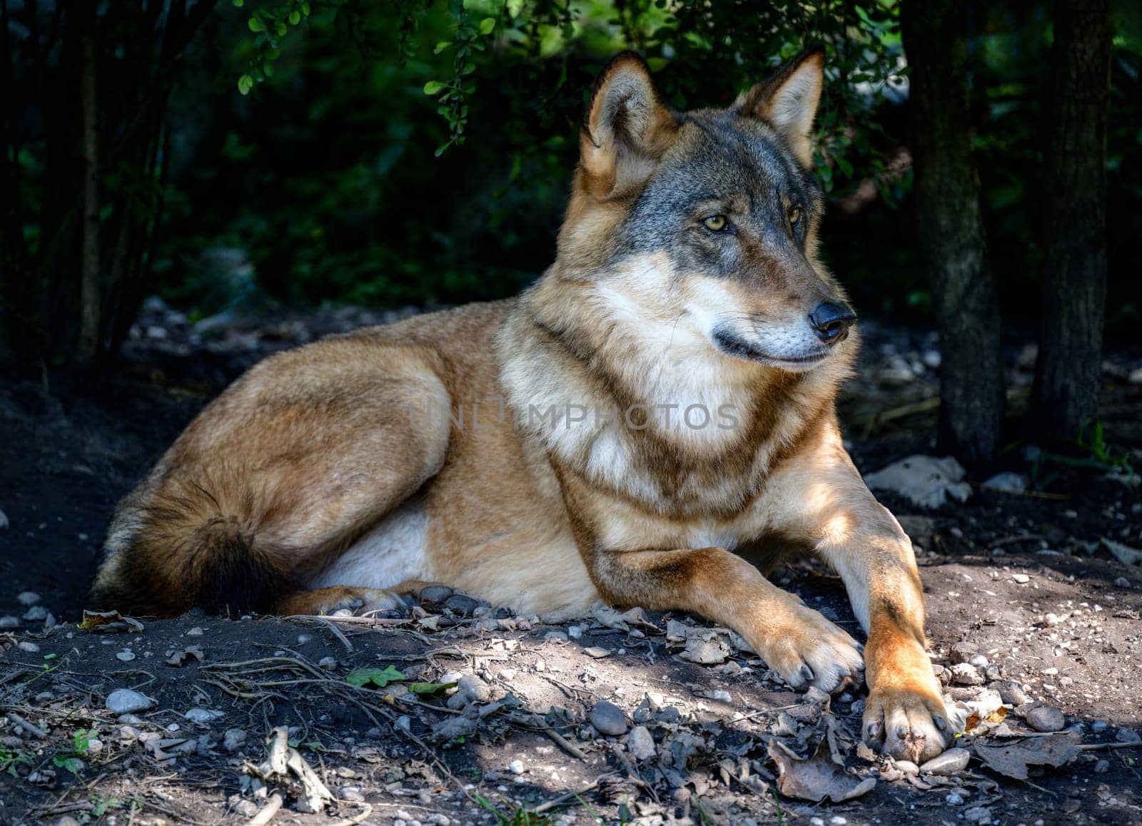 Closeup of a wolf lying down in the woodland