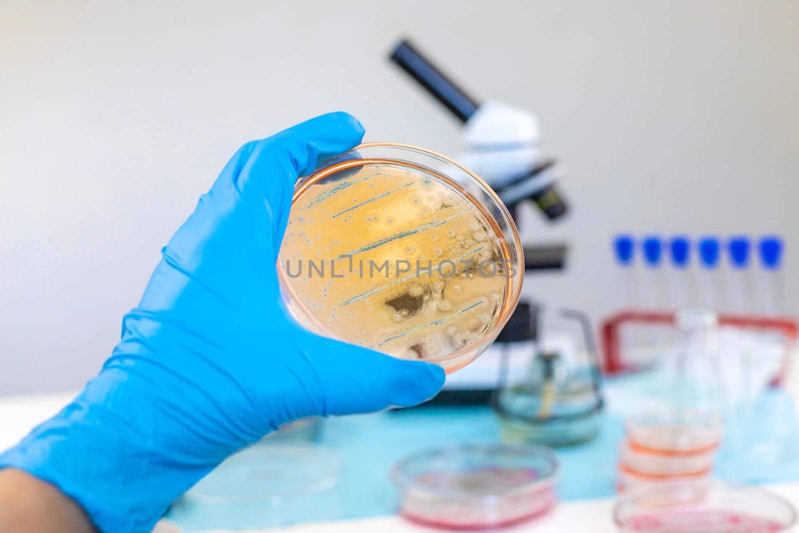 Examine bacteria in petri dishes in the laboratory. Selective focus. nature.
