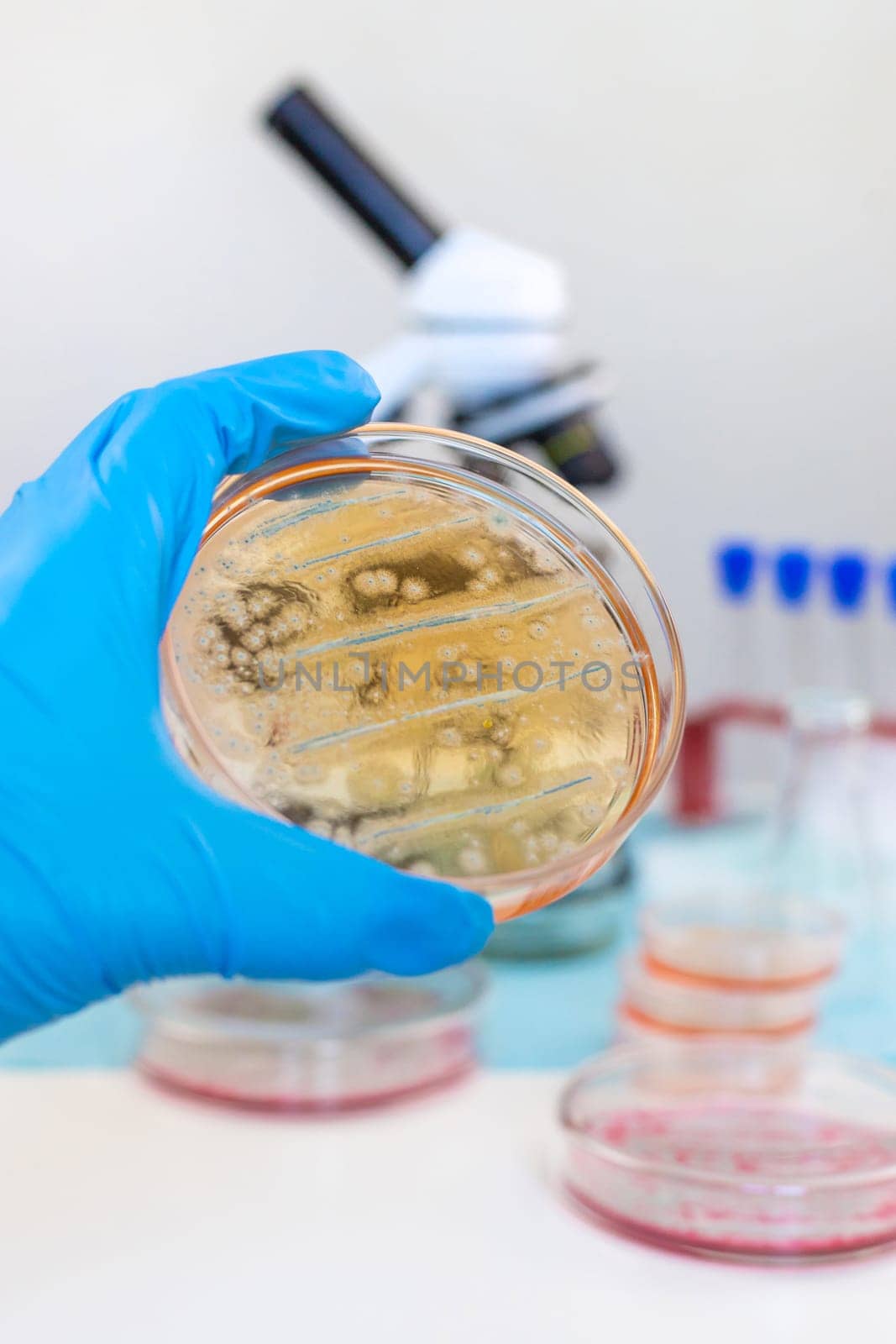 Examine bacteria in petri dishes in the laboratory. Selective focus. nature.