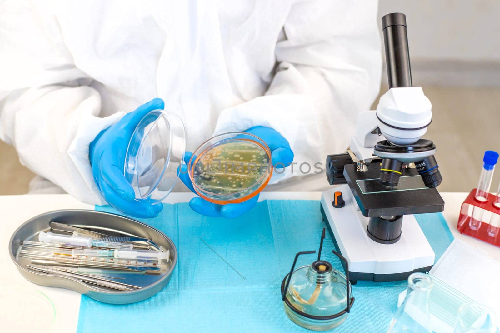 Examine bacteria in petri dishes in the laboratory. Selective focus. nature.