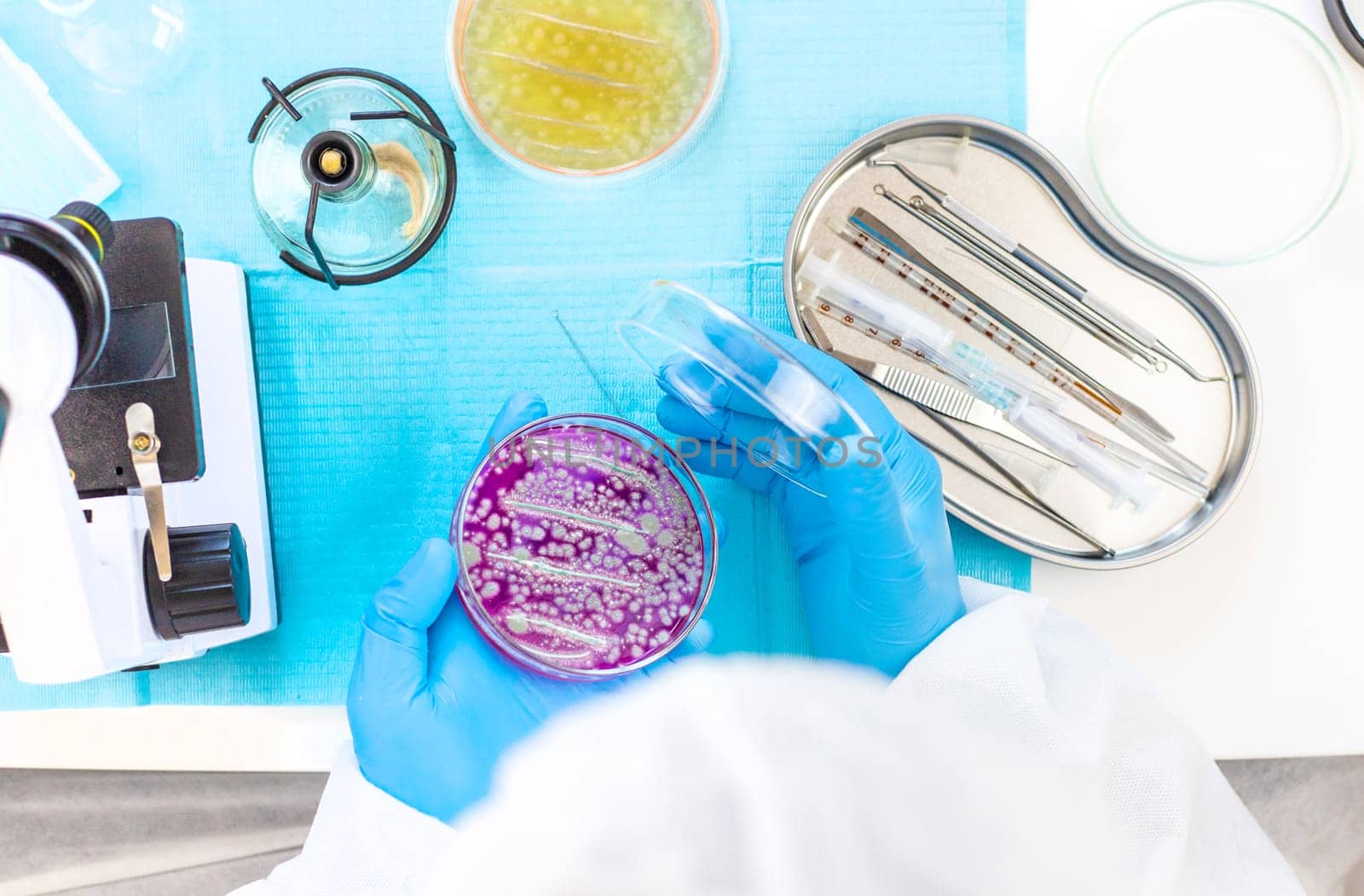 Examine bacteria in petri dishes in the laboratory. Selective focus. nature.