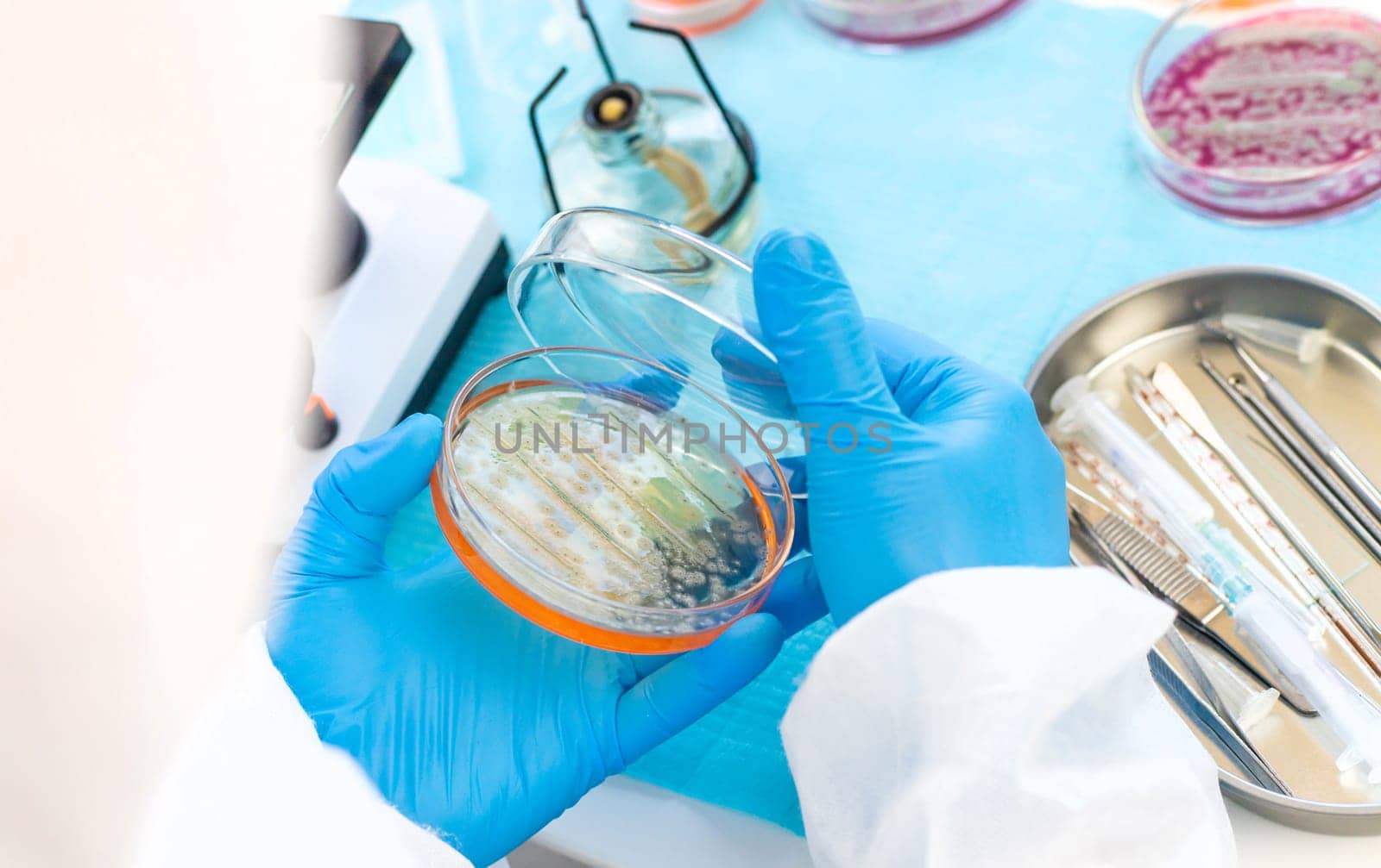 Examine bacteria in petri dishes in the laboratory. Selective focus. nature.