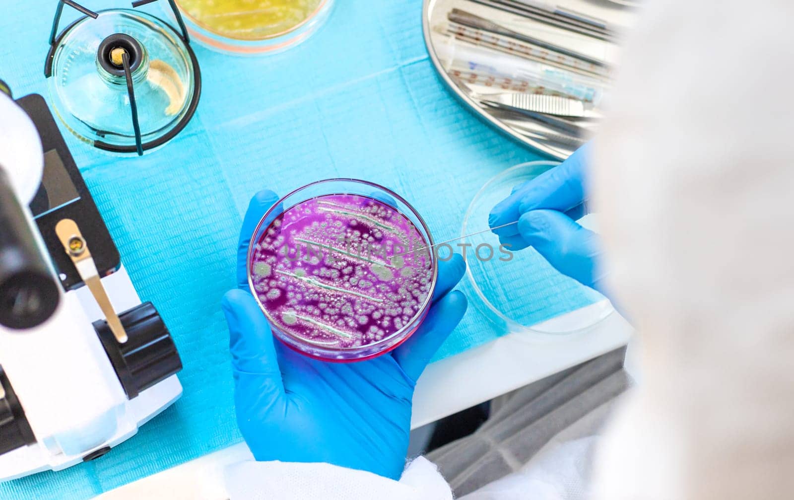 Examine bacteria in petri dishes in the laboratory. Selective focus. nature.