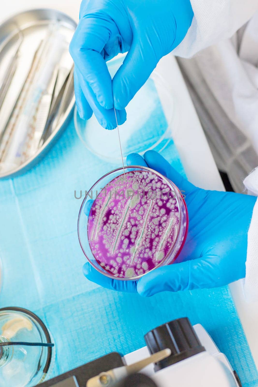 Examine bacteria in petri dishes in the laboratory. Selective focus. nature.