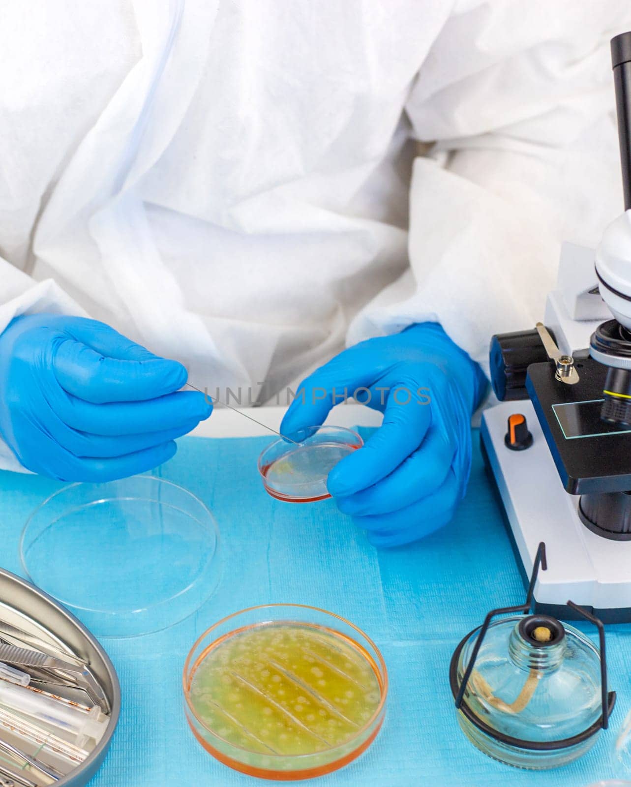 Examine bacteria in petri dishes in the laboratory. Selective focus. nature.