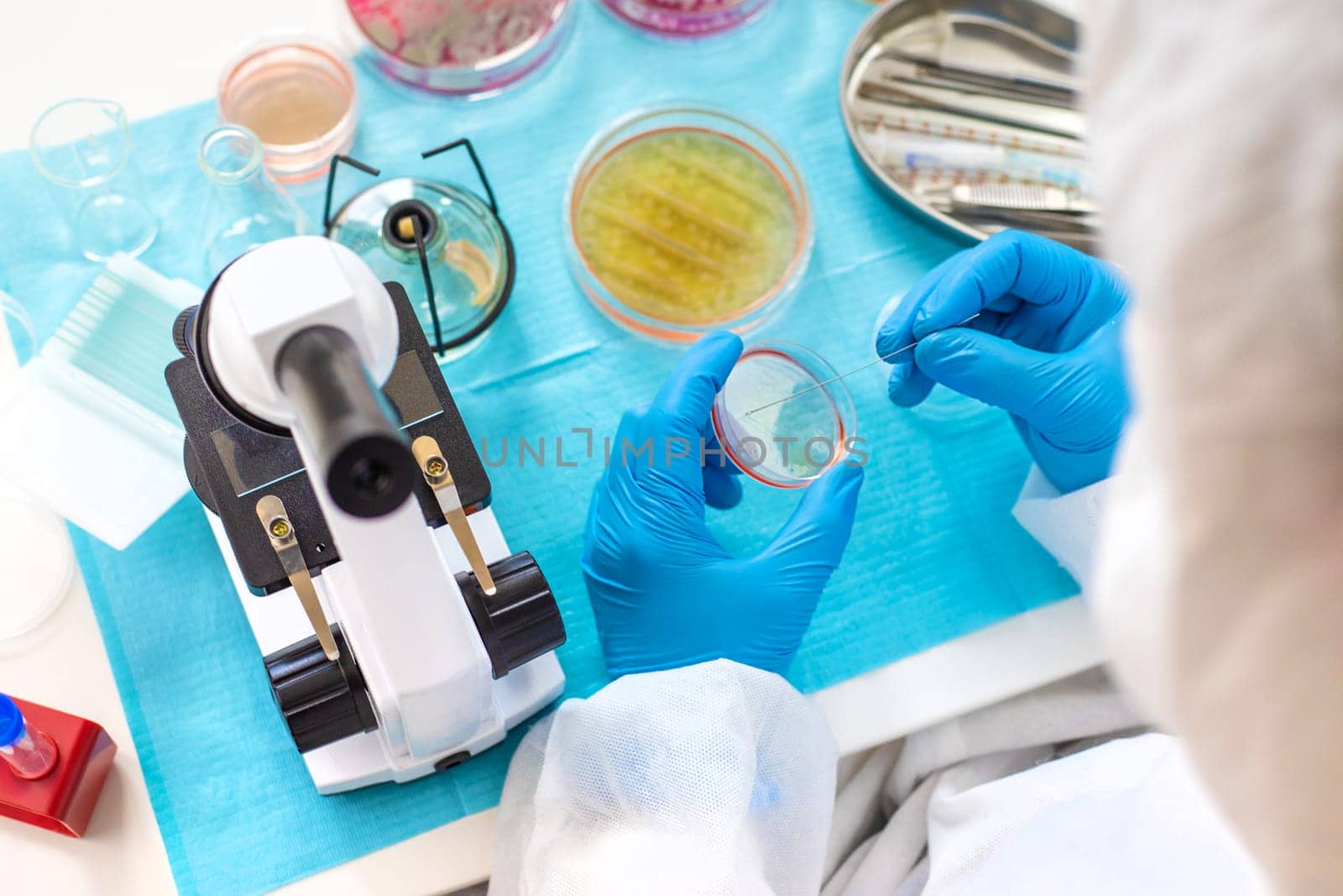 Examine bacteria in petri dishes in the laboratory. Selective focus. nature.