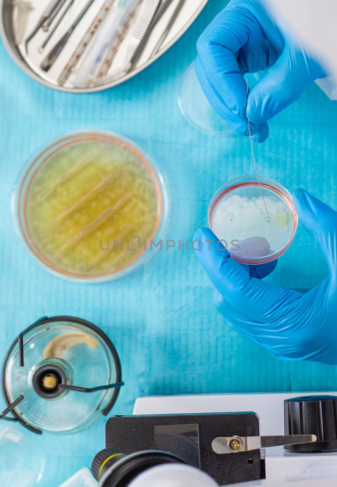 Examine bacteria in petri dishes in the laboratory. Selective focus. nature.