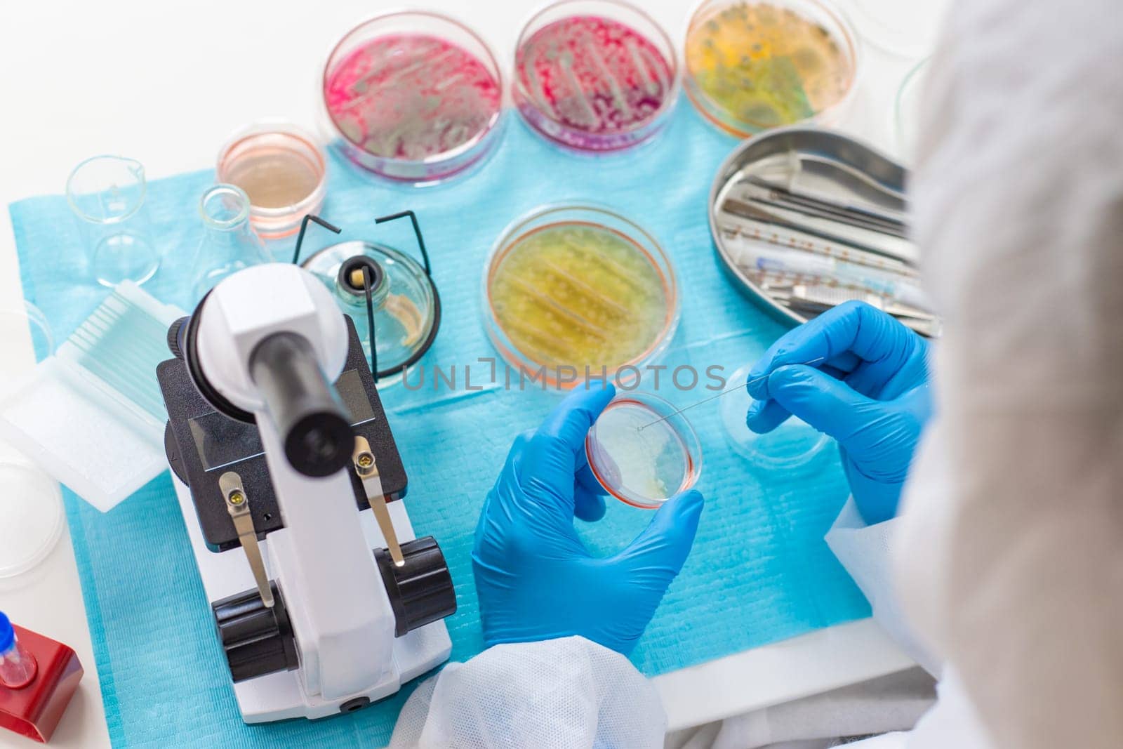 Examine bacteria in petri dishes in the laboratory. Selective focus. nature.