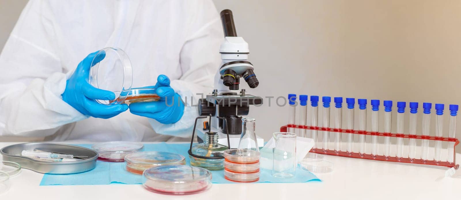 Examine bacteria in petri dishes in the laboratory. Selective focus. nature.