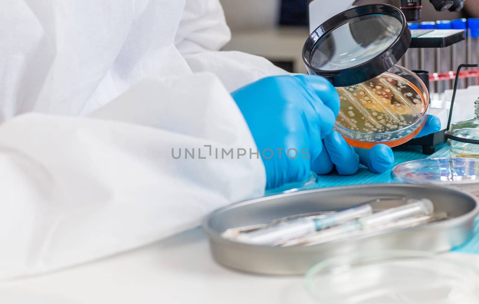 Examine bacteria in petri dishes in the laboratory. Selective focus. nature.