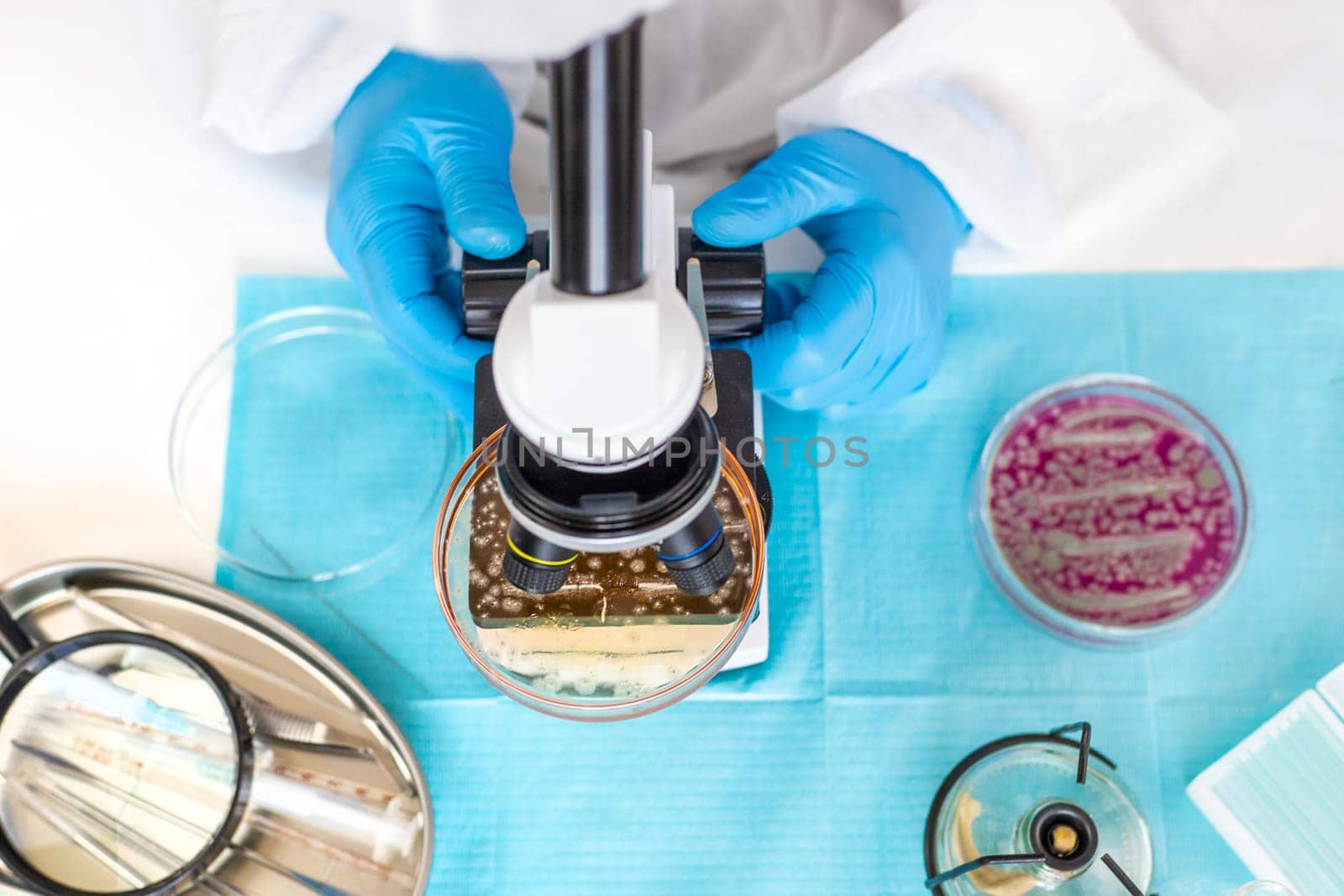 Examine bacteria in petri dishes in the laboratory. Selective focus. nature.