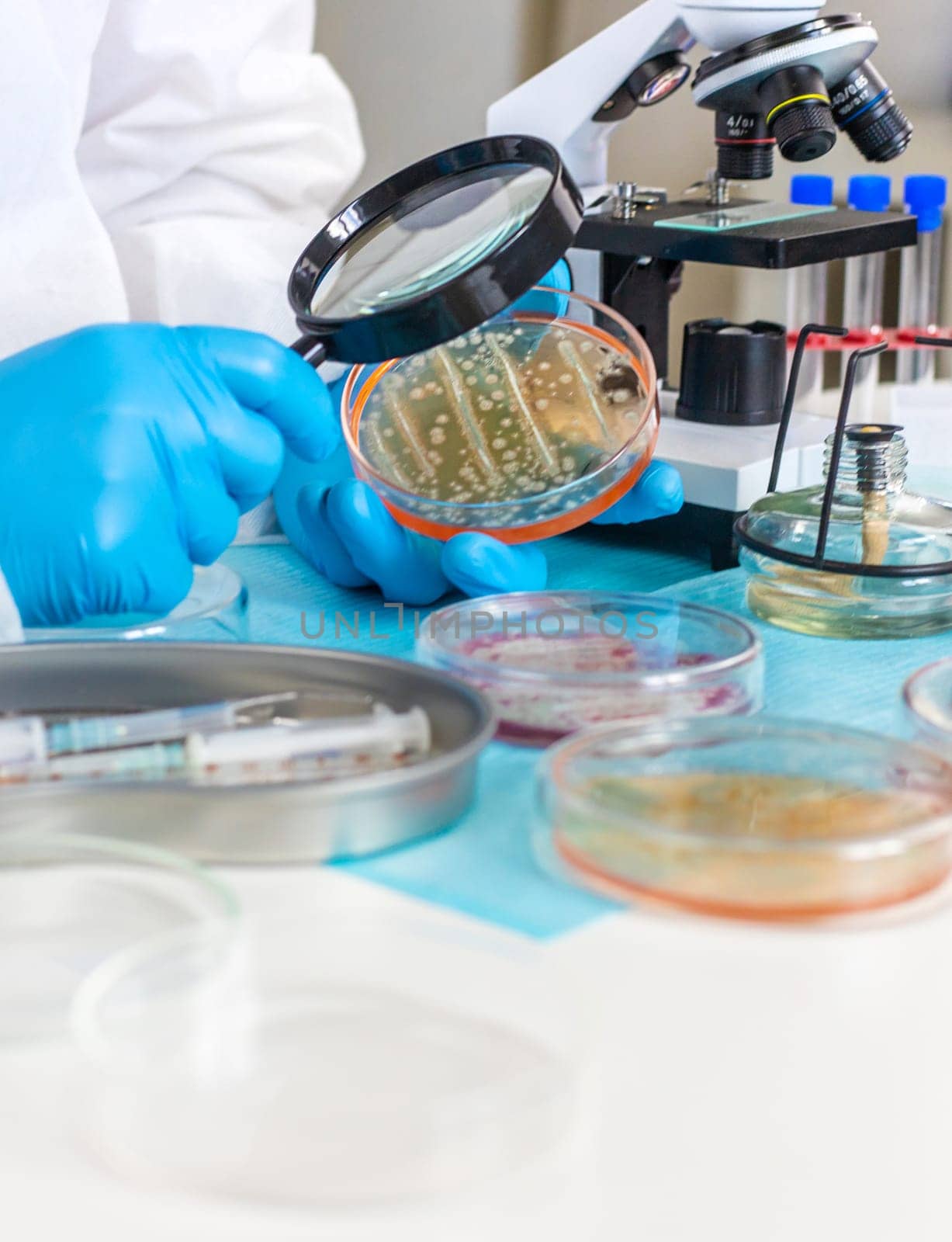 Examine bacteria in petri dishes in the laboratory. Selective focus. nature.