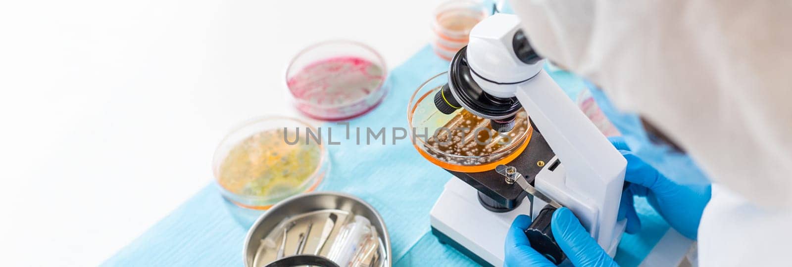 Examine bacteria in petri dishes in the laboratory. Selective focus. nature.
