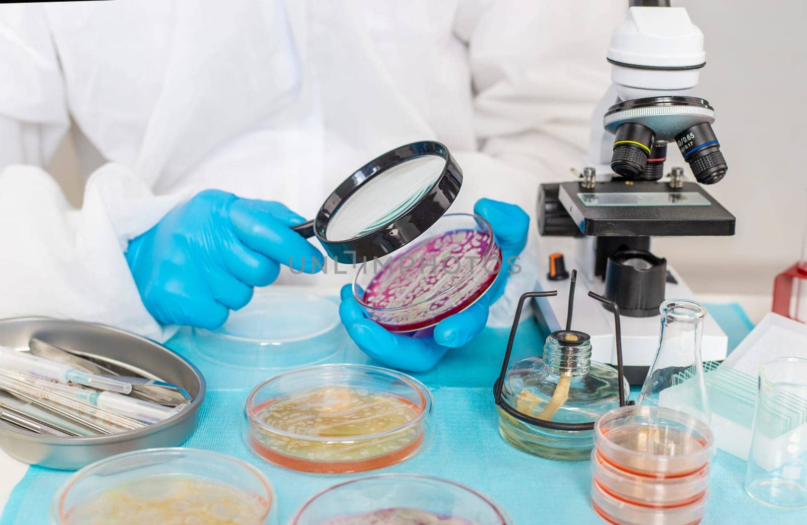 Examine bacteria in petri dishes in the laboratory. Selective focus. nature.