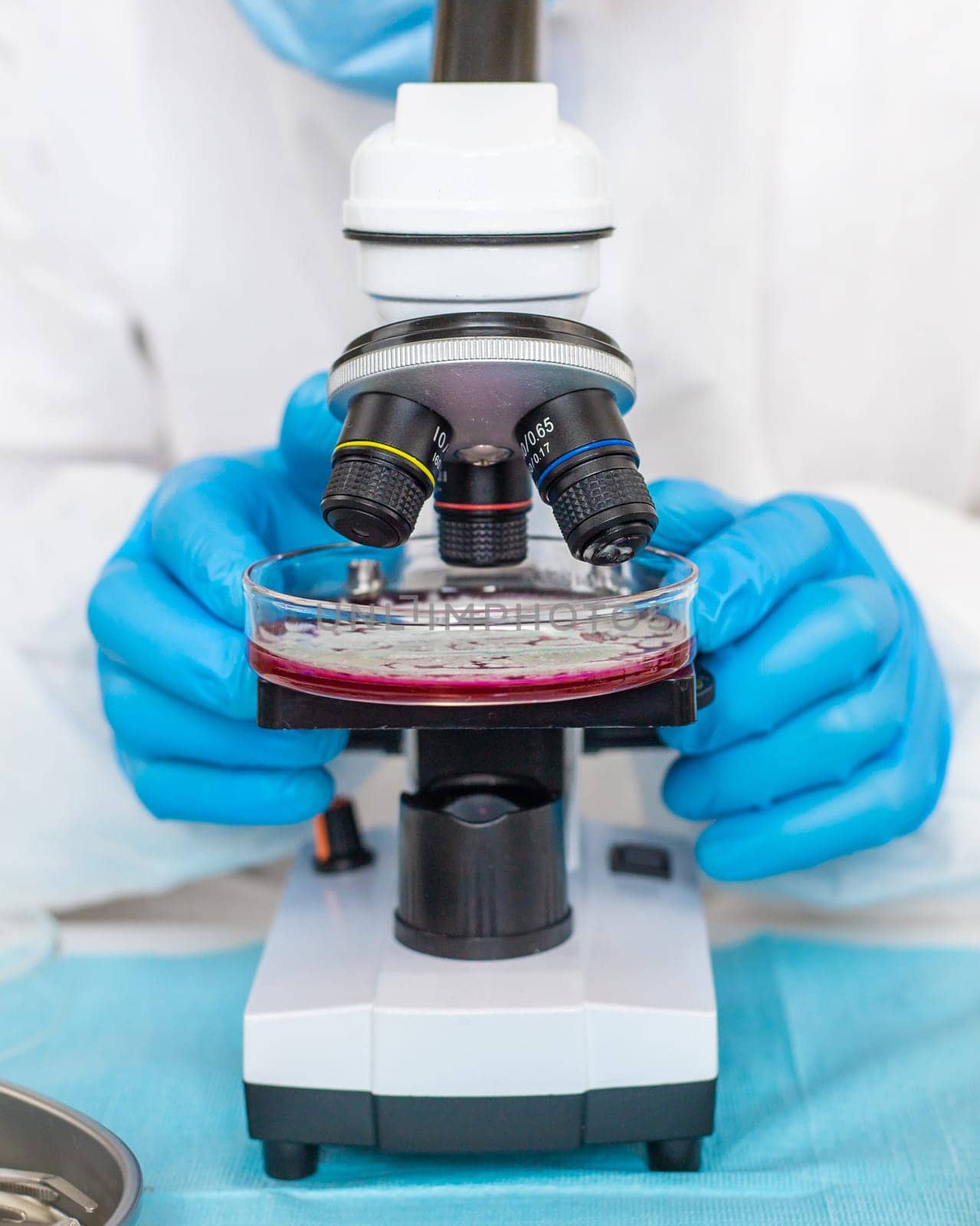 Examine bacteria in petri dishes in the laboratory. Selective focus. nature.