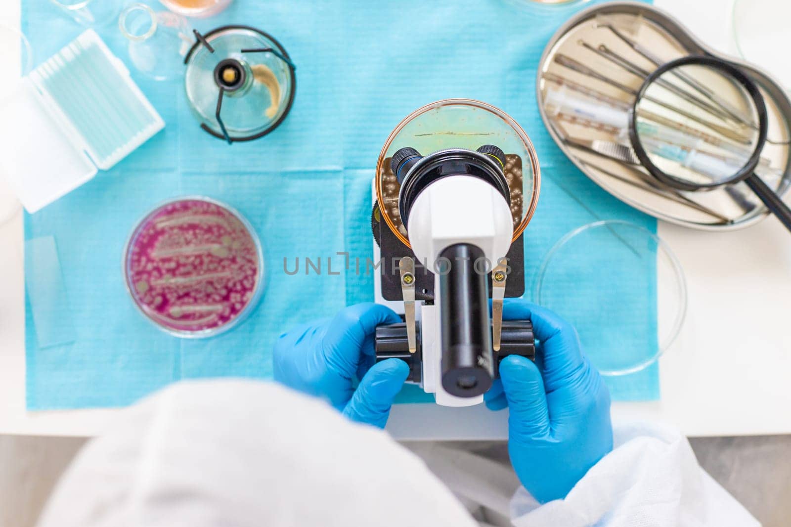 Examine bacteria in petri dishes in the laboratory. Selective focus. nature.