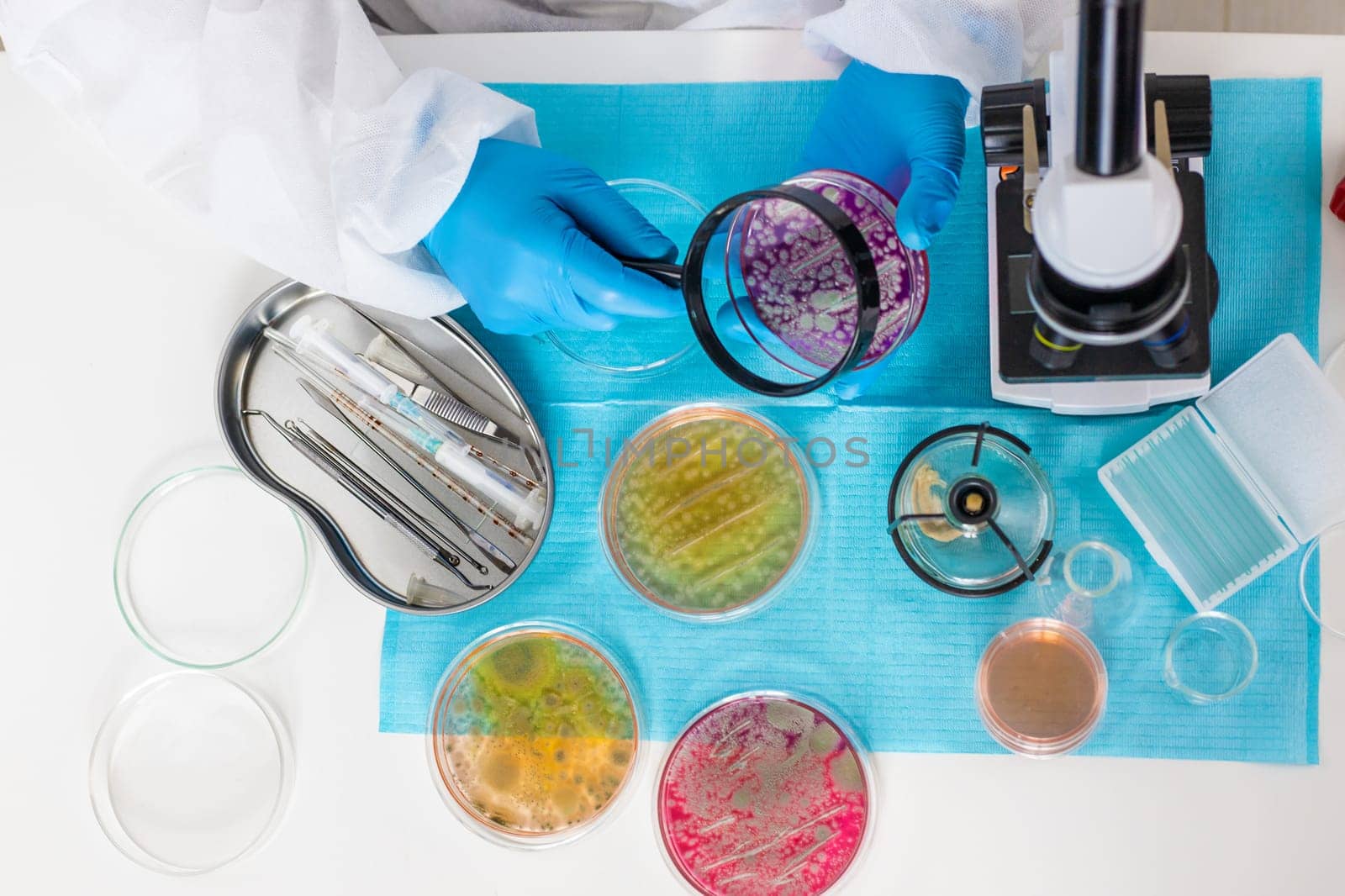 Examine bacteria in petri dishes in the laboratory. Selective focus. nature.
