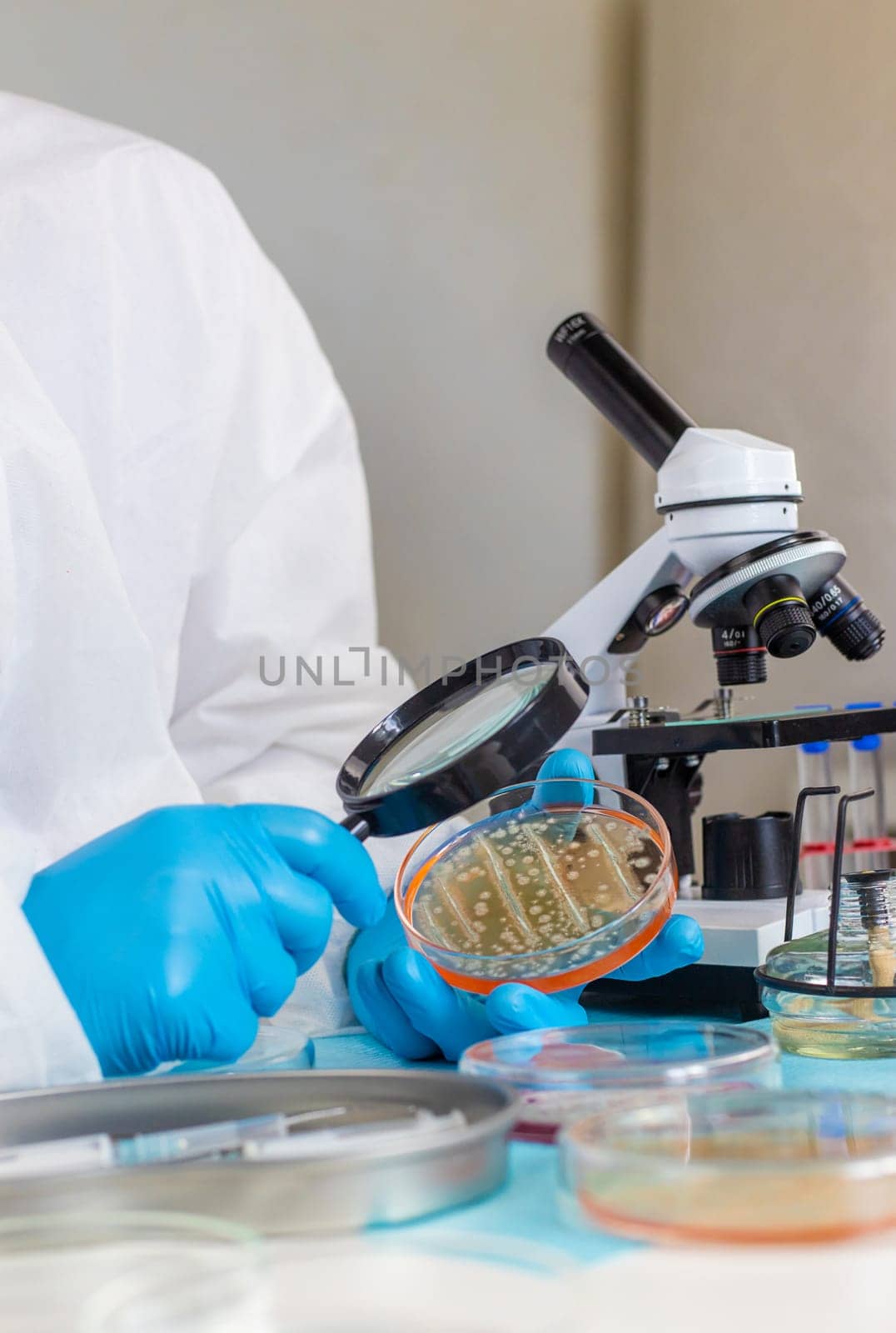 Examine bacteria in petri dishes in the laboratory. Selective focus. nature.
