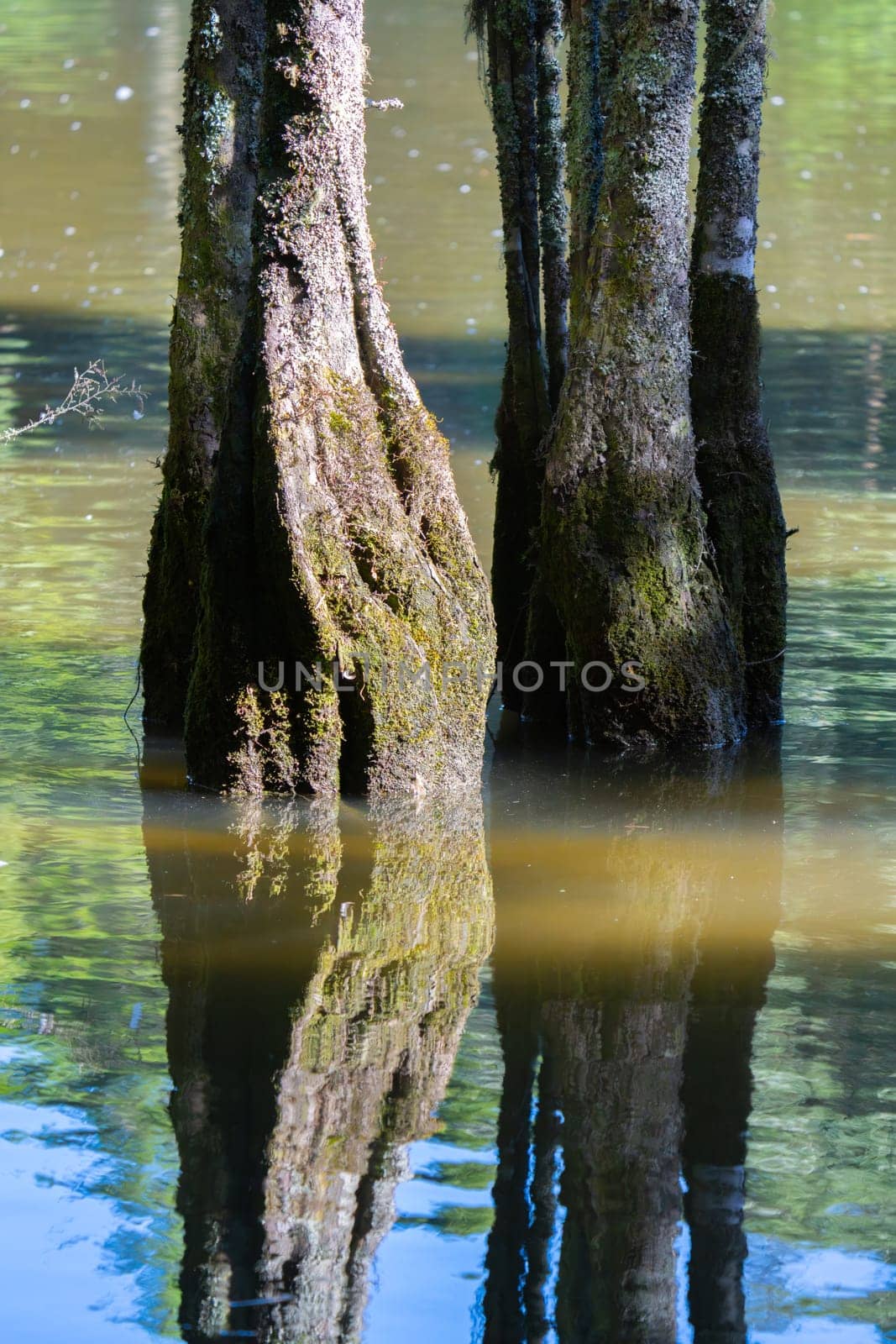 Tree growing and reflected in lake in morning light at Mclaren Falls Tauranga,